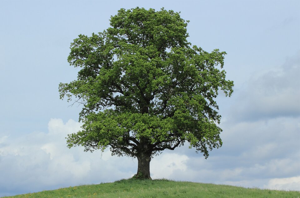 Na zdjęciu znajduje się drzewo. Stoi na zielonej łące, gdzie rosną żółte kwiatki. Ma rozłożystą koronę z zielonymi listkami. Niebo pokrywają delikatne chmurki.