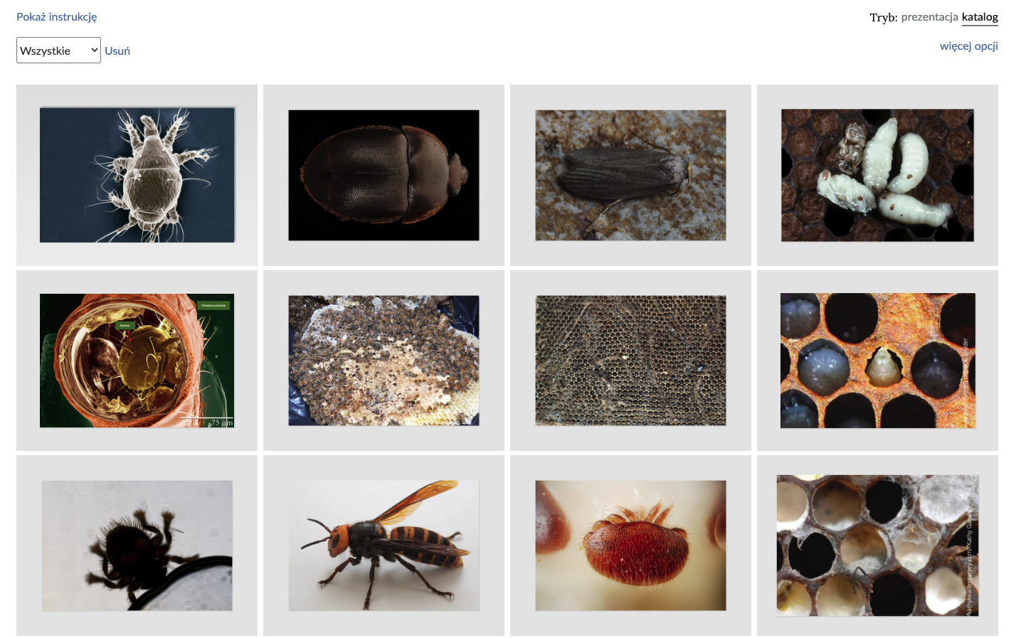 Grafika przedstawia przykładowy widok trybu katalogów w galerii interaktywnej. Znajduje się w niej dwanaście zdjęć z chorobami pszczół.
