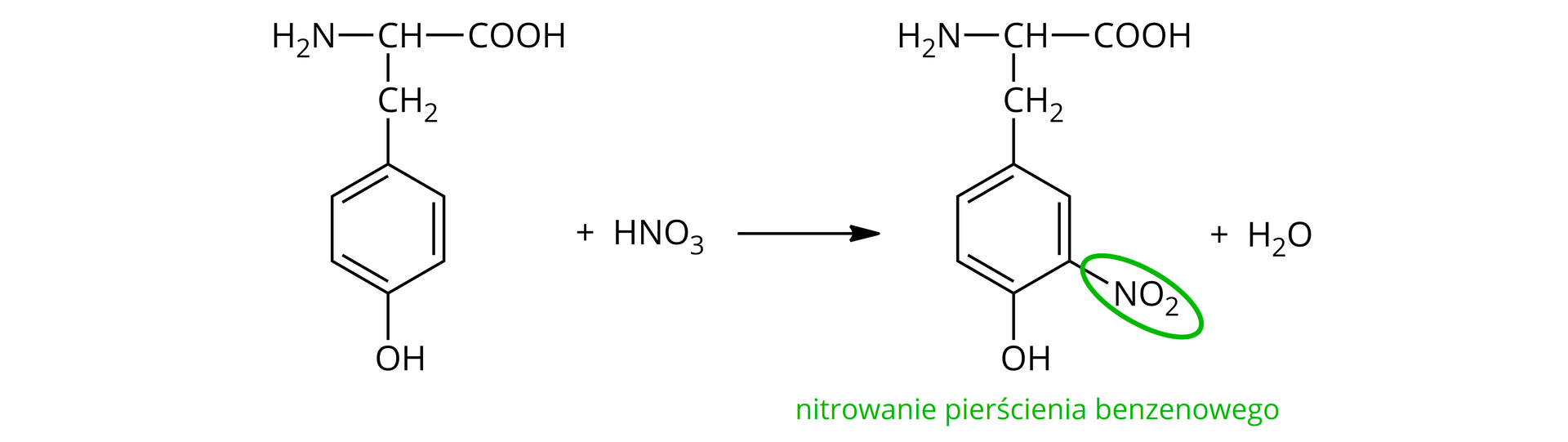 Ilustracja przedstawia równanie reakcji nitrowania pierścienia fenylowego w cząsteczce tyrozyny. Równanie reakcji. Cząsteczka tyrozyny zbudowana z grupy karboksylowej COOH połączonej z grupą CH, podstawioną grupą aminową NH2 oraz grupą metylenową CH2. Grupa metylenowa łączy się z sześcioczłonowym pierścieniem aromatycznym, który podstawiony jest w pozycji czwartej grupą hydroksylową OH. Dodać cząsteczkę HNO3. Strzałka w prawo, za strzałką cząsteczka nitropochodnej zbudowana z grupy karboksylowej COOH połączonej z grupą CH, podstawioną grupą aminową NH2 oraz grupą metylenową CH2. Grupa metylenowa łączy się z sześcioczłonowym pierścieniem aromatycznym, który podstawiony jest w pozycji trzeciej grupą nitrową NO2 oraz w pozycji czwartej grupą hydroksylową OH. Dodać cząsteczkę wody H2O. Podpis. Nitrowanie pierścienia benzenowego. Grupa nitrowa NO2 została zakreślona zieloną linią wraz z wiązaniem łączącym go z pierścieniem.