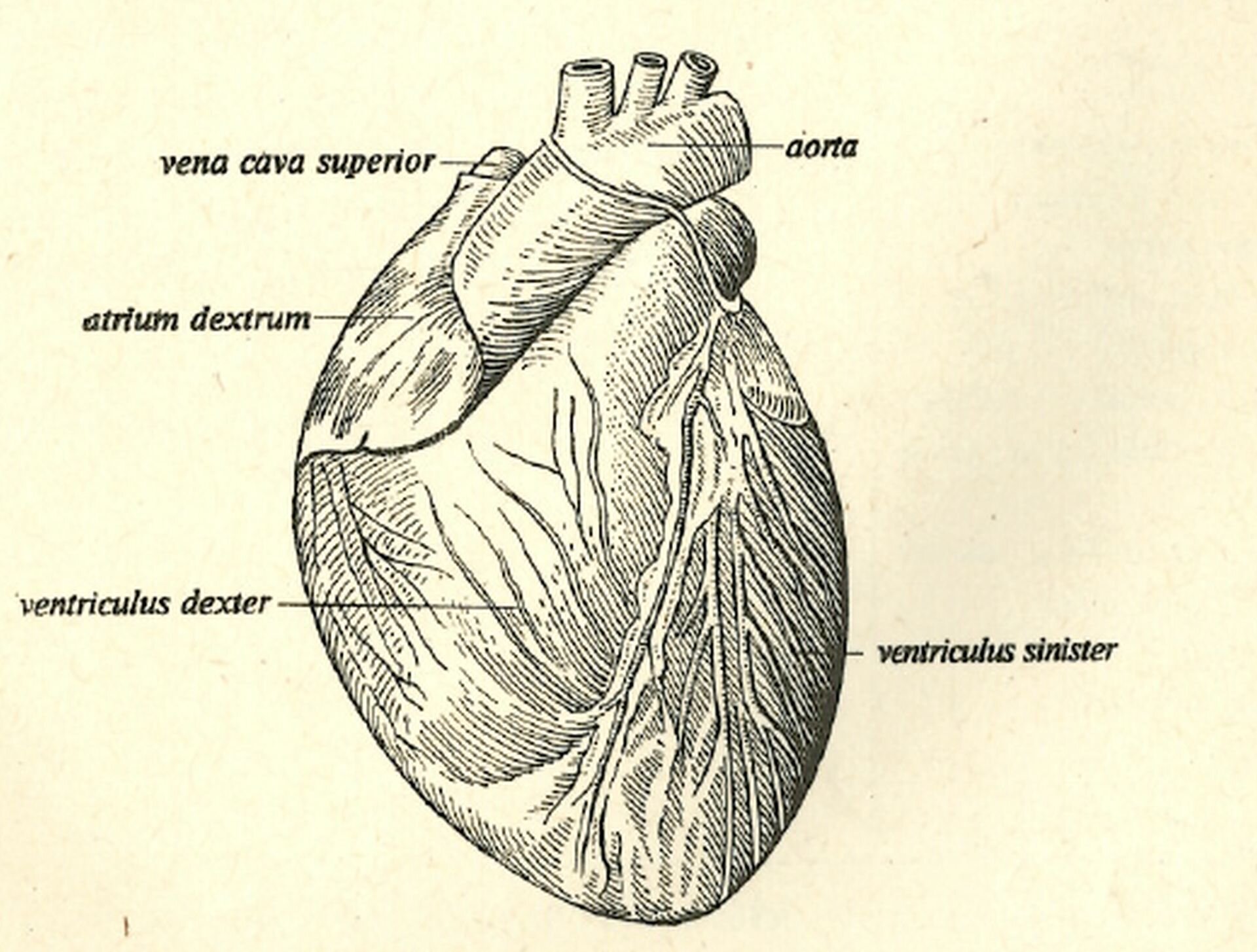Czarno-biała ilustracja nieznanego autora przedstawia widok na ludzkie serce, na którym zostały umieszczone napisy w języku łacińskim. Zostały przedstawione następujące jego elementy: aorta to aorta, vena cava superior to wyższa żyła główna, atrium dextrum to prawy przedsionek, venticulus dexter to prawa komora, venticulus sinster to lewa komora.