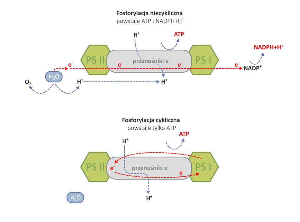 Ilustracja przedstawia porównanie fosforylacji fotosyntetycznej niecyklicznej i cyklicznej. Schemat fosforylacji niecyklicznej. Podczas fosforylacji tej powstaje ATP i NADPH dodać H indeks górny plus. Na schemacie po lewej stronie jest zielony sześciokąt z napisem PS dwa, po prawej stronie sześciokąt z napisem PS jeden. Pomiędzy nimi jest podłużna struktura opisana jako przenośniki e indeks górny minus. Nad przenośnikiem jest początek strzałki z H indeks górny plus. Strzałka prowadzi przez przenośniki pod niego. Tam również H indeks górny plus. Po lewej stronie od PS dwa na dole jest cząsteczka wody. Po jej lewej stronie jest strzałka prowadząca do O indeks dolny dwa, po prawej stronie jest strzałka prowadząca do H indeks górny plus. Od jonu wodorowego prowadzi strzałka do jonu wodorowego znajdującego się pod przenośnikami e indeks górny minus. Od cząsteczki wody prowadzi czerwona strzałka. Nad nią jest e indeks górny minus. Strzałka prowadzi do NADP indeks górny plus strzałka do NADPH dodać H indeks górny plus. Zapis ten znajduje się po prawej stronie od PS jeden. Nad przenośnikami jest strzałka skierowana w górę do ATP. ATP, NADPH dodać H indeks górny plus oraz e indeks górny minus są zapisane na czerwono. W przypadku fosforylacji cyklicznej, w wyniku której powstaje tylko ATP, na schemacie jest ponownie PS dwa oraz PS jeden, a pomiędzy nimi przenośniki e indeks górny minus. Pod PS dwa po lewej stronie jest cząsteczka wody. Pomiędzy PS jeden i PS dwa krążą elektrony e indeks górny minus. Nad przenośnikami jest H indeks górny strzałka do jonu wodorowego znajdującego się poniżej przenośników. Nad przenośnikami jest strzałka w kierunku ATP. ATP oraz elektrony są zaznaczone na czerwono.      