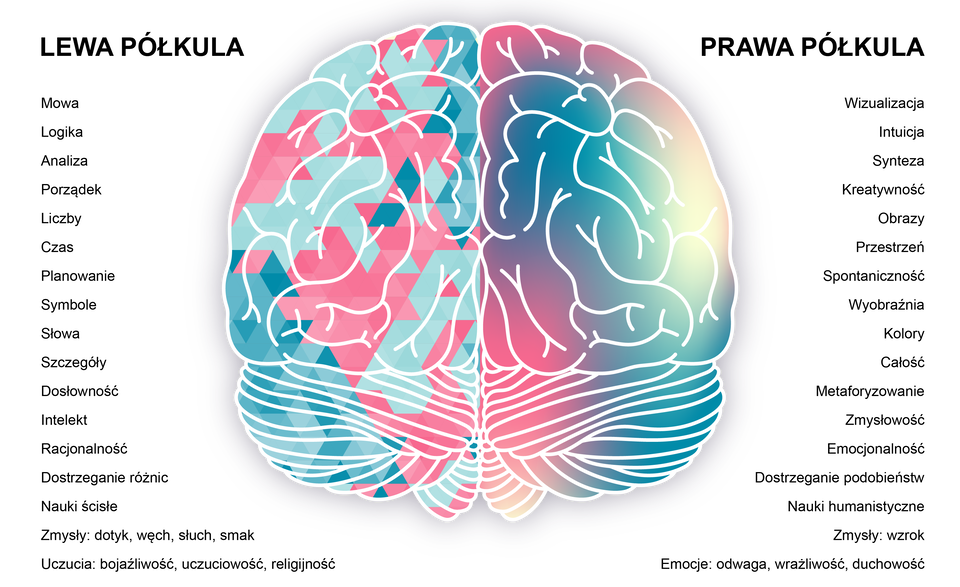 Ilustracja przedstawia schemat mózgu z obszarami o różnych kolorach. Wypisano, za jakie funkcje odpowiedzialna jest lewa i prawa półkula mózgu. Lewa półkula: mowa, logika, analiza, porządek, liczby, czas, planowanie, symbole, słowa, szczegóły, dosłowność, intelekt, racjonalność, dostrzeganie różnic, nauki ścisłe, zmysły - dotyk węch, słuch, smak, uczucia - bojaźliwość, uczuciowość, religijność. Prawa półkula: wizualizacja, intuicja, synteza, kreatywność, obrazy, spontaniczność, wyobraźnia, kolory, całość, metaforyzowanie, emocjonalność, dostrzeganie podobieństw, nauki humanistyczne, zmysły - wzrok, emocje - odwaga, wrażliwość, duchowość.   