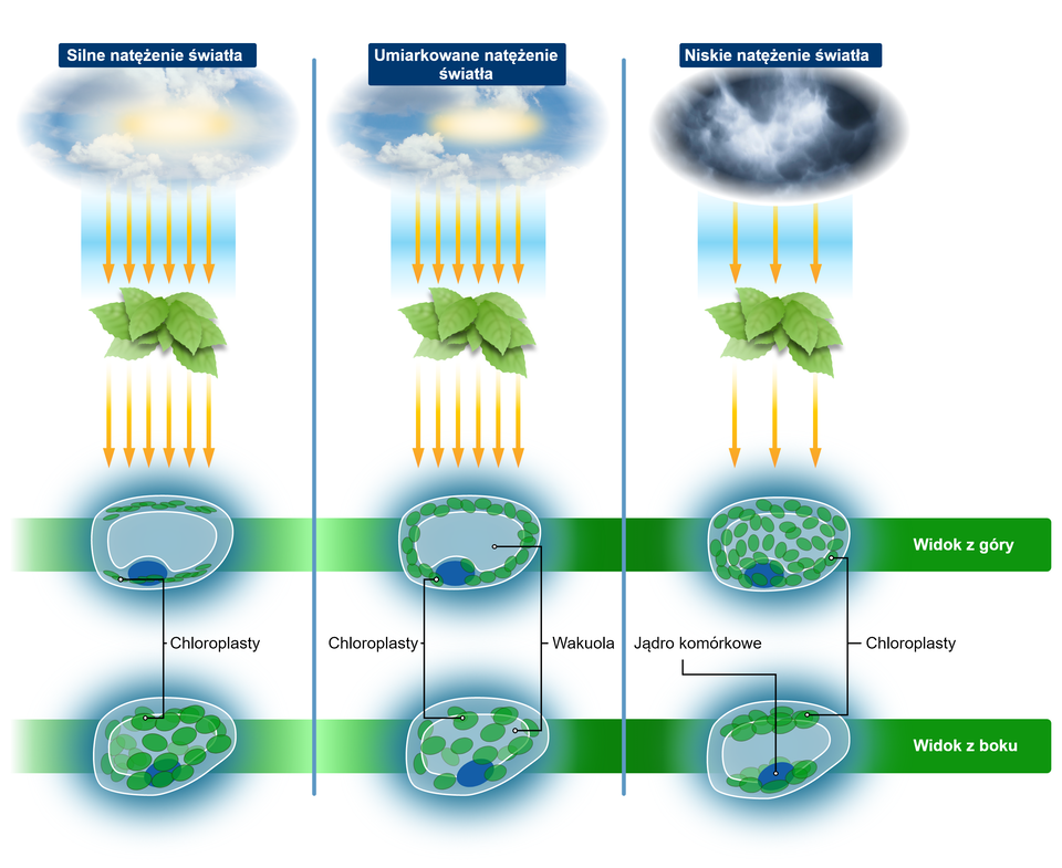 Schemat przedstawia zależność ruchu chloroplastów od natężenia światła. 1.Pierwsza część schematu przedstawia wpływ silnego nasłonecznienia na układ chloroplastów w komórkach liści rośliny. Chloroplasty ustawiają się krótszym bokiem przy bocznych krawędziach komórki, jednocześnie rozkładając się równomiernie ku jej dołowi. 2.	Druga część schematu przedstawia wpływ umiarkowanego natężenia światła słonecznego. Chloroplasty rozkładają się dość luźno wokół wakuoli, jednocześnie pozostając luźno „rozsypanymi” po całej powierzchni komórki. 3.	Ostatnia część schematu przedstawia wpływ niskiego natężenia światła. Chloroplasty rozkładają się równomiernie na całej powierzchni komórki, ustawiając się dłuższym bokiem w kierunku źródła światła, jednocześnie tłocząc się przy jej górnej i dolnej krawędzi. 