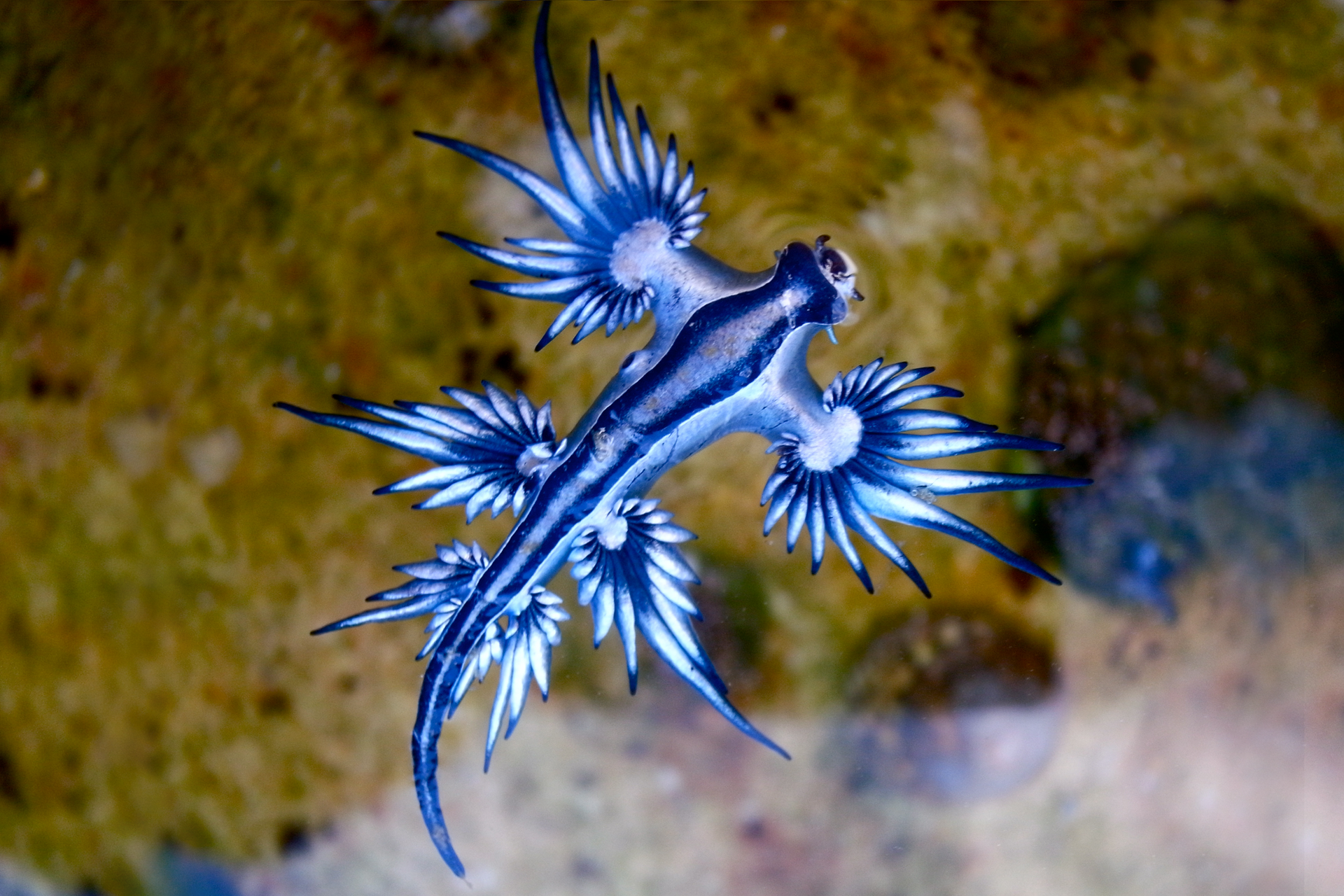 Fotografia przedstawia w zbliżeniu szafirowego, błyszczącego ślimaka zwanego morskim smokiem. Jego ciało jest spłaszczone, zwęża się ku tyłowi. Ma trzy pary wypustek, z których pierwsza para jest największa, druga średnia, a ostatnia najmniejsza. Wypustki rozgałęziają się promieniście.