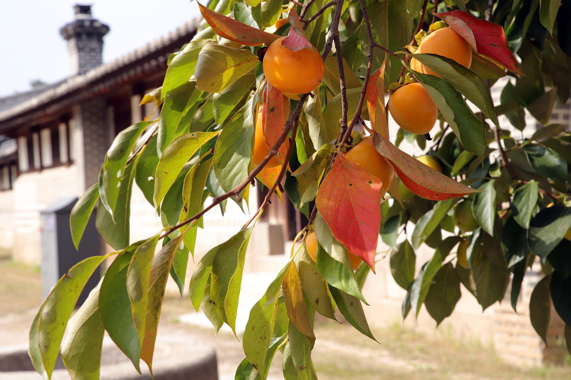 Zdjęcie przedstawia zbliżenie na drzewo owocowe z dojrzałymi brzoskwiniami. W tle widoczne są zabudowania.