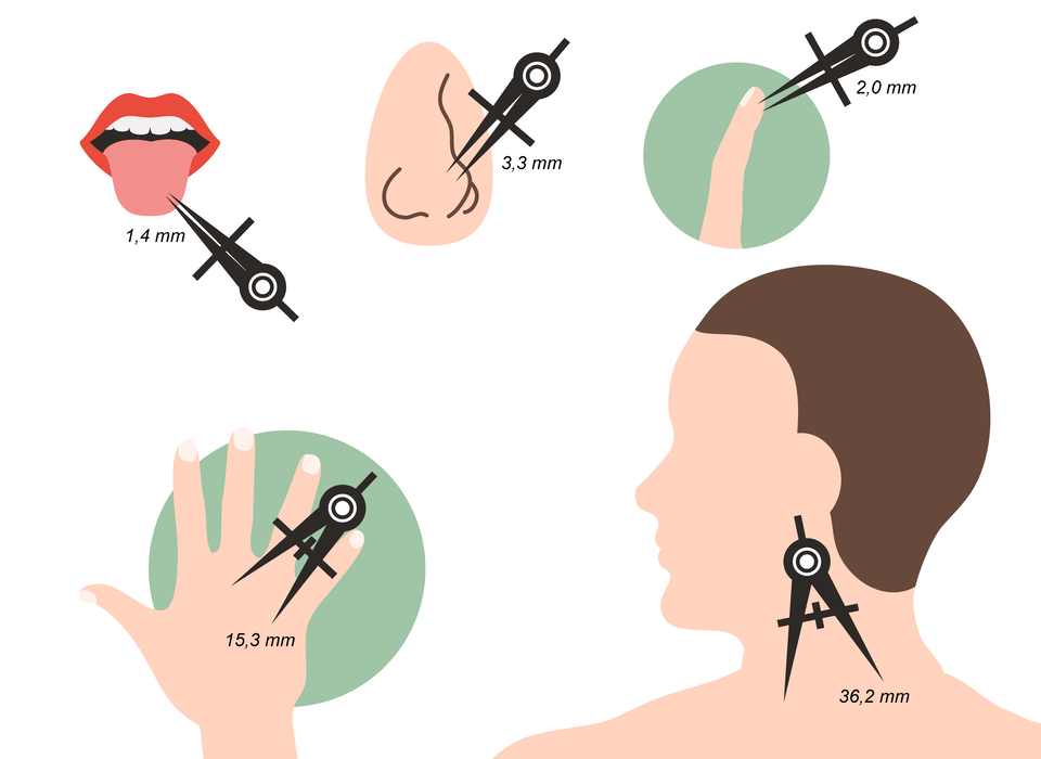 Grafika przedstawia wrażliwość na bodźce różnych części ciała za pomocą cyrkla. Najbardziej wrażliwy jest język: człowiek odczuwa w nim dwa jednocześnie działające bodźce dotykowe, gdy są oddalone jedynie o 1,4 milimetra, w przypadku nosa to 3,3 milimetra, palca u dłoni - 2 milimetry, środka dłoni 15,3 milimetra, karku - 36,2 milimetra.   