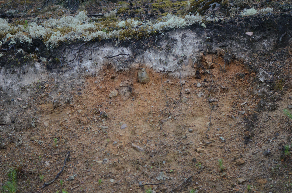 Na zdjęciu znajduje się profil glebowy. Od góry, na powierzchni, porastają go niskie, drobne mchy i porosty zielone i srebrne. Poniżej jest warstwa o zabarwieniu czarnym i białym. Pod nią rozciąga się szeroka warstwa jasnobrązowa o piaszczystej strukturze, z  rozsianymi niedużymi kamieniami
