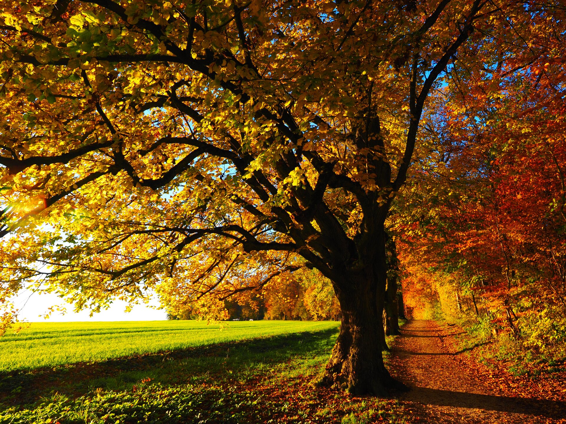 Fotografia przedstawia słoneczny, jesienny krajobraz - drzewa pokryte czerwonymi, złotymi i brązowymi liśćmi.