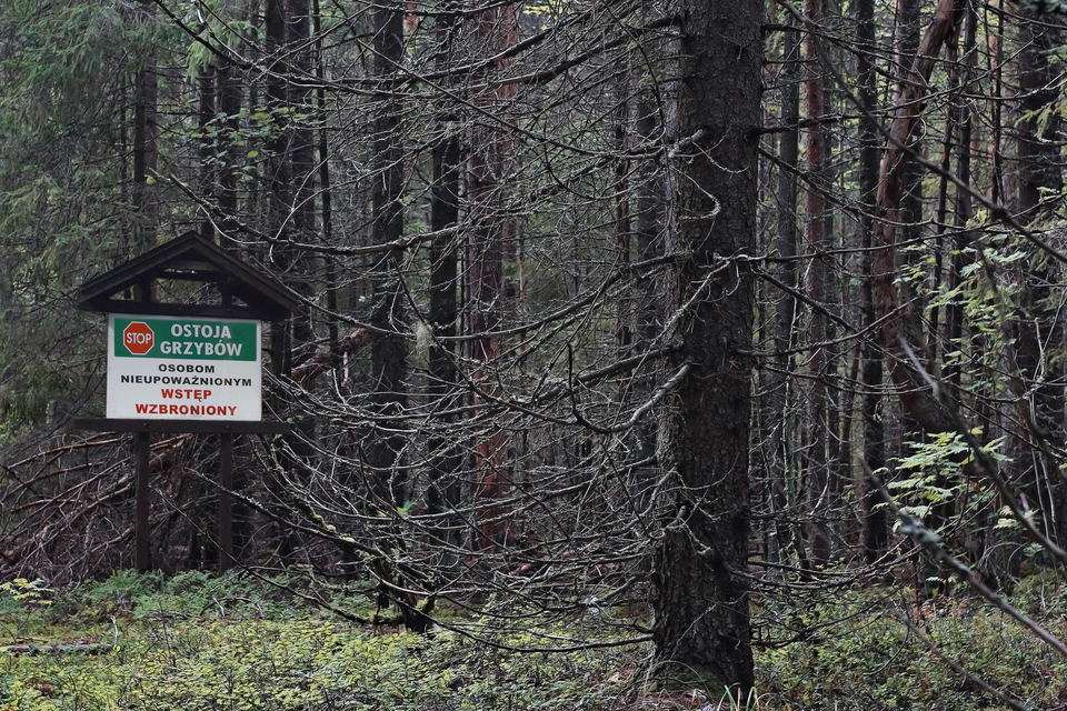 Fotografia przedstawia wnętrze lasu mieszanego. Na pierwszym planie uschnięte drzewo. W runie niskie rośliny. Z lewej strony stoi tablica z napisem: "ostoja grzybów". Obok znak "stop" oraz informacja o zakazie wstępu osobom nieupoważnionym.