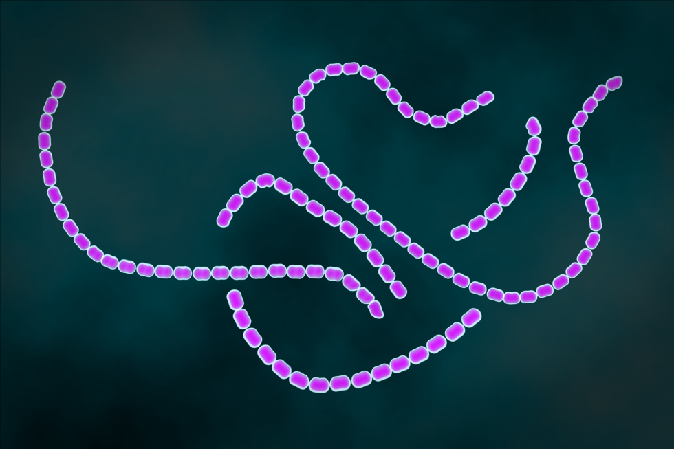 Ilustracja przedstawia kuliste komórki bakterii połączone w sznury jak koraliki. 