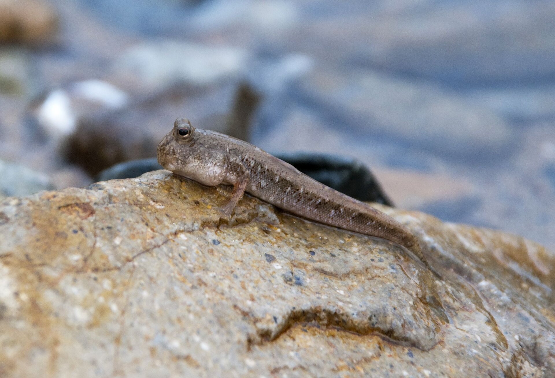 Fotografia przedstawia niewielką, smukłą rybkę, opartą płetwami ukosem na mokrym, żółto- szarym kamieniu. Poskoczek mułowy ma z prawej dużą głowę i wypukłe oczy. Ciało szarobeżowe, w białe i czarne plamki.