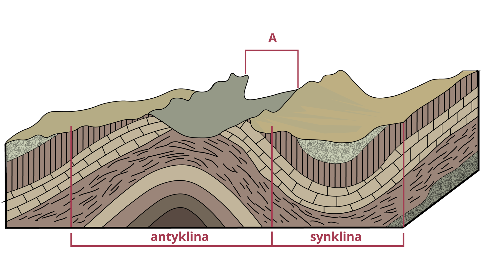 Grafika przedstawia antyklinę i synklinę. Warstwy tereny tworzące antyklinę są wypiętrzone do góry. Natomiast wszystkie warstwy tworzące synklinę są obniżone.