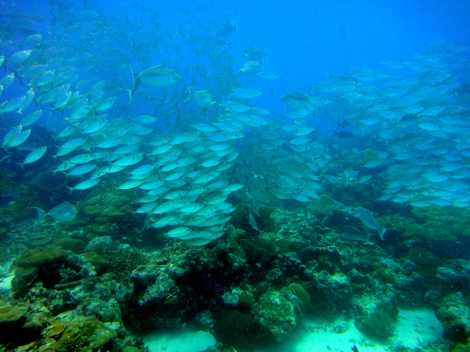 Fotografia przedstawia toń morską i dno, porośnięte zielonymi glonami. Nad nimi kilkadziesiąt jasnych ryb, w grupach, w których wszystkie płyną w tę samą stronę. Takie skupisko ryb to ławica, a pojedyncze ryby reagują błyskawicznie i w ten sam sposób, jakby były jednym organizmem.