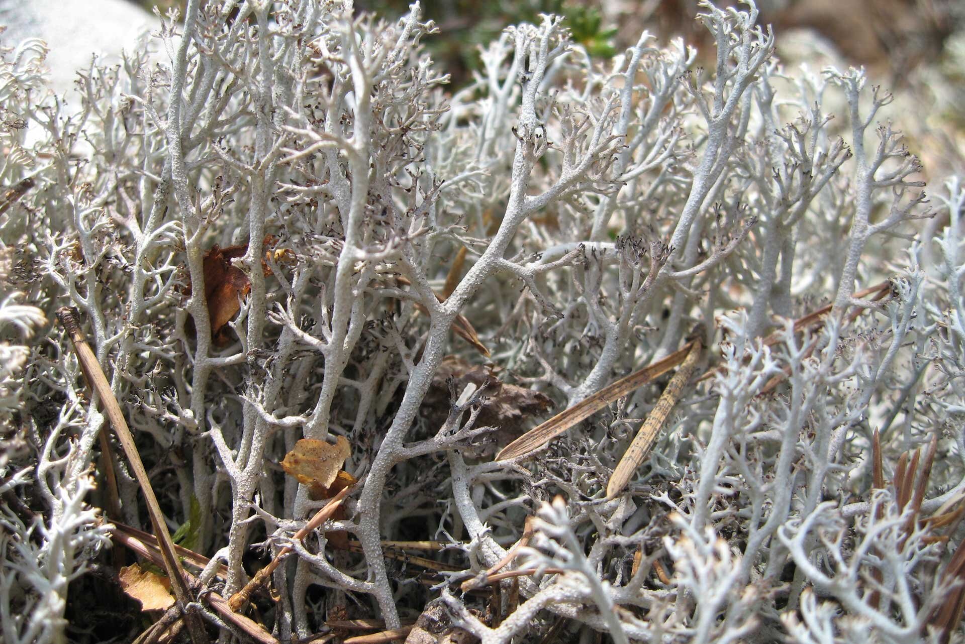 Fotografia prezentuje  porost – chrobotek reniferowy. Porost ma formę rozgałęzionego krzaka koloru jasnopopielatego. Pomiędzy gałązkami widoczne są jasnobrązowe, suche liście.
