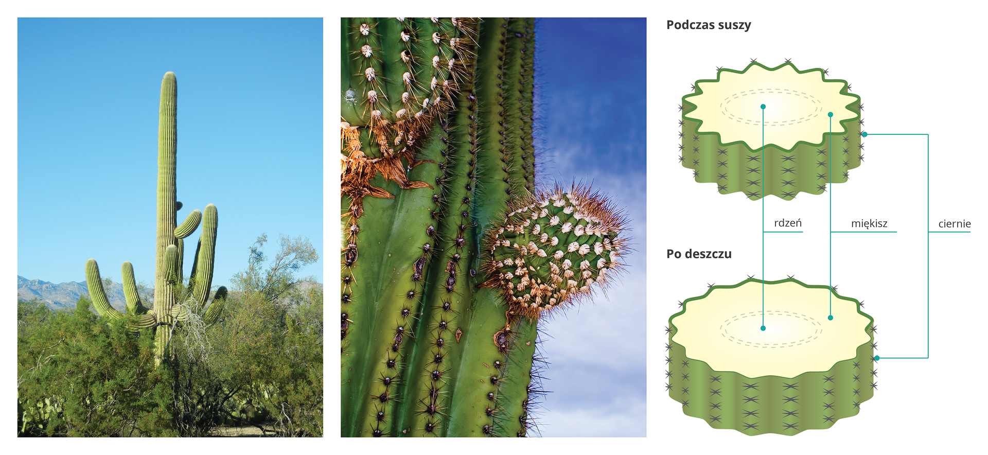 Ilustracja przedstawia dwie fotografie i rysunki karnegii olbrzymiej. Fotografia z lewej przedstawia wysoki, kolumnowy kaktus, wyrastający ponad okoliczne drzewa w suchym, górzystym krajobrazie. Fotografia w środku przedstawia zbliżenie pędu karnegii. Łodyga jest głęboko żebrowana, z licznymi cierniami. Wyrastają z niej małe, kuliste odnogi. Rysunek przedstawia dwa przekroje łodygi kaktusa z miękiszem w środku. Górny ilustruje łodygę podczas suszy: ma mniejszą średnicę i głębokie bruzdy. Niżej łodyga po deszczu. Jest poszerzona i ma płytsze bruzdy, a pierścień miękiszu jest grubszy.