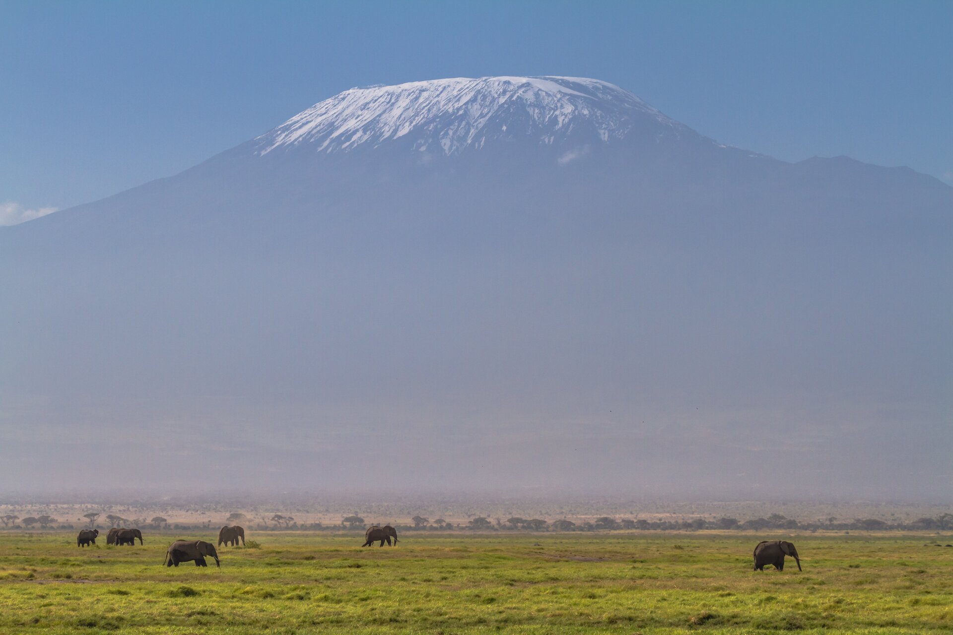 Zdjęcie przedstawia górę Kilimandżaro. Słoneczny dzień. Na pierwszym planie zielone liściaste drzewa i krzewy gęsto porastające teren. Na drugim planie wysoki szczyt góry. Skalisty szczyt pokryty śniegiem. Góra w kształcie trapezu. Szczyt rozciąga się poziomo bez wyraźnego osobnego wierzchołka. Niebo błękitne.