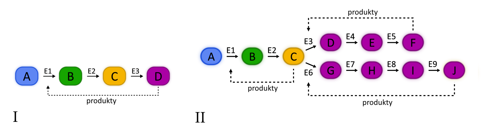 Ilustracja przedstawia dwa schematy podpisane „I” oraz „II”. Pierwszy z nich przedstawia schematycznie szlak metaboliczny złożony z trzech etapów, katalizowanych przez enzymy E1, E2 i E3. Za pomocą strzałki przerywanej z napisem „produkty” zaznaczono hamujący wpływ produktu końcowego szlaku na pierwszy etap, przeprowadzany przez enzym E1. Drugi schemat przedstawia szlak metaboliczny, w którym produkt końcowy oznaczony literą C może być włączony do dwóch następnych szlaków za pośrednictwem enzymów E3 i E6. Za pomocą przerywanych strzałek z napisem „produkty” oznaczono hamowanie enzymów E3 i E6 przez produkty końcowe tych szlaków, jak również hamowanie przez produkt C pierwszego enzymu szlaku, w którym on powstaje.