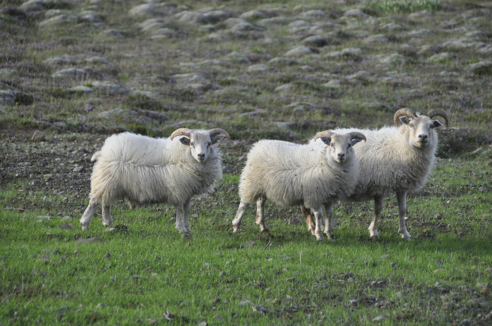 Ilustracja przedstawia trzy owce.