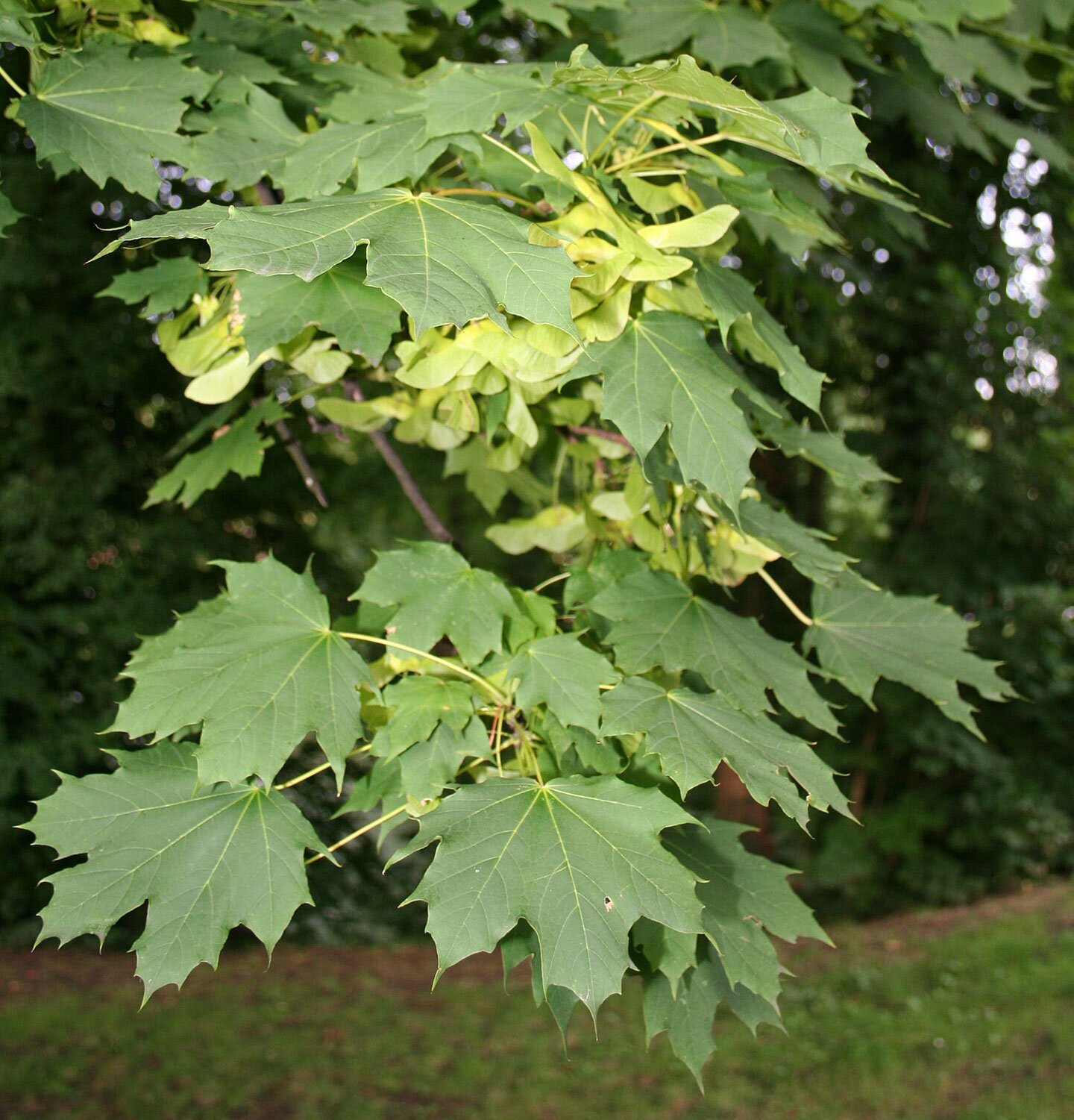Zdjęcie liści oraz owoców klonu. Liście mają kształt dłoni, mają szerokie wcięcia. Owoc klonu ma postać skrzydełka.