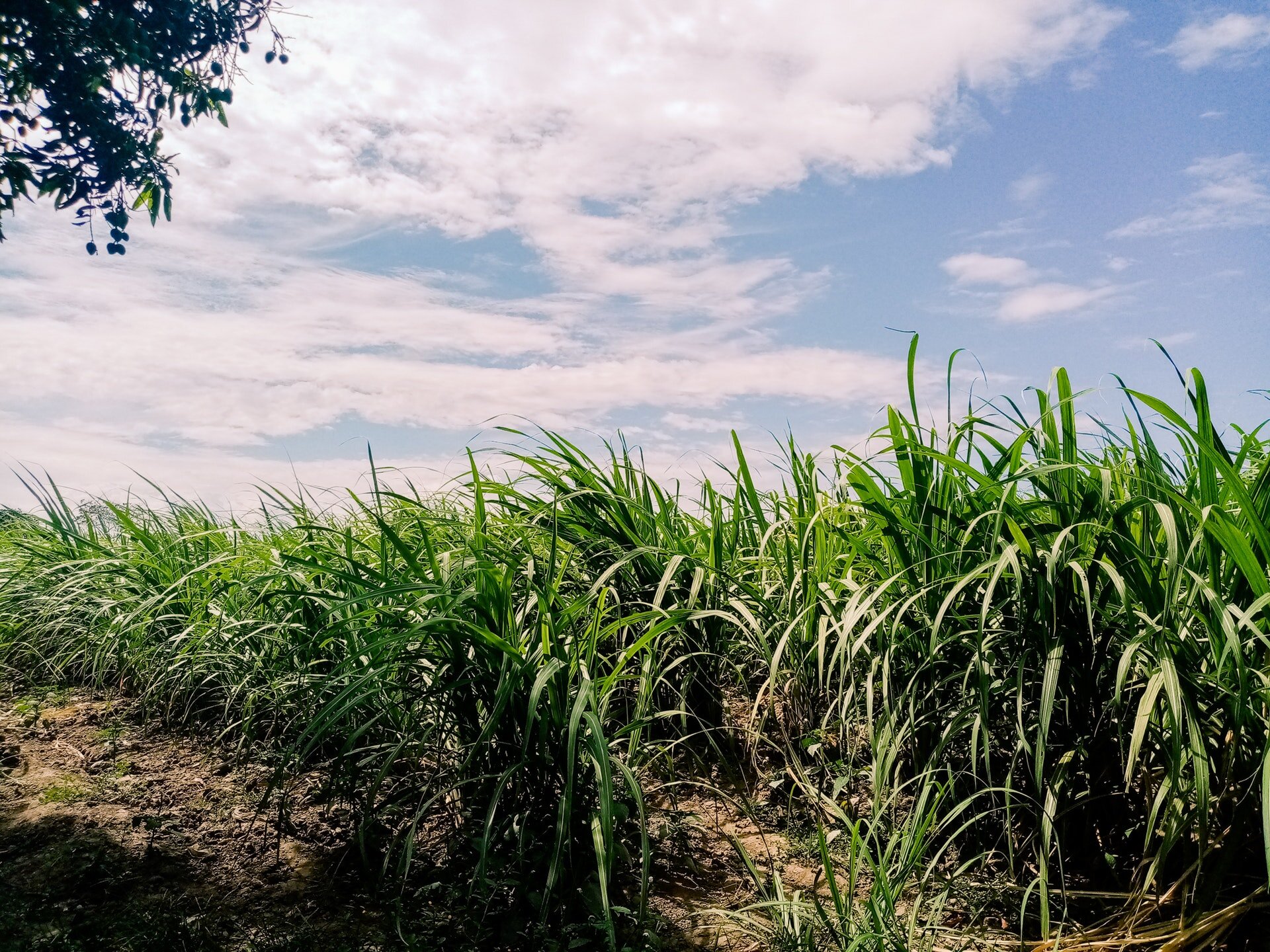 Zdjęcie przedstawia plantację trzciny cukrowej. Trzcina przypomina wysoką trawę. Liście trzciny mają ostre brzegi blaszki.
