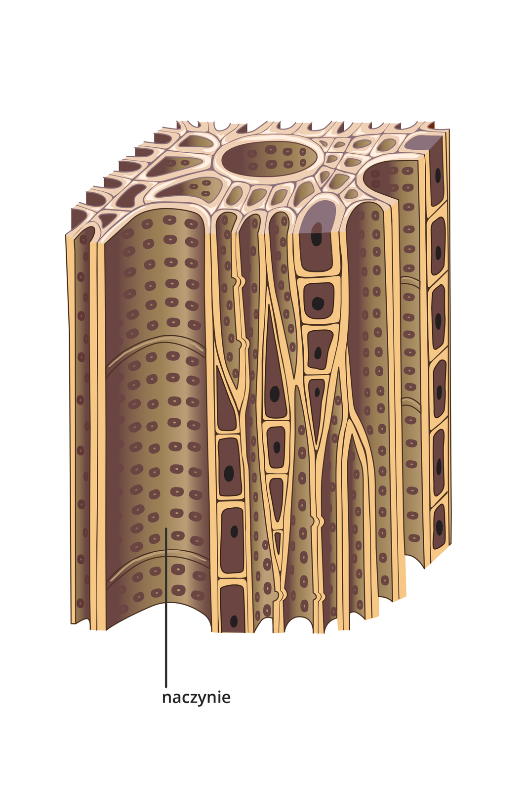 Ilustracja przedstawia jasnobrązowe długie komórki. Są one ściśle ułożone. Niektóre są mniejsze i zawierają jądro. Inne, zwane naczyniami w ścianach mają liczne, małe otworki. Ta tkanka przewodzi wodę. Jest to drewno.
