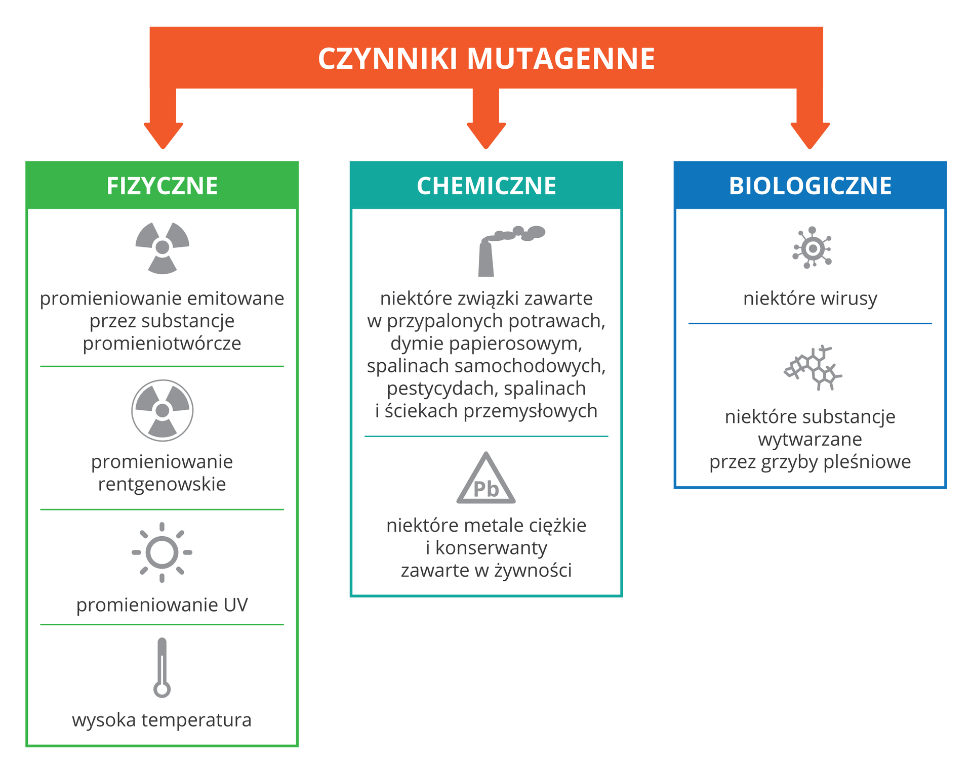 Schemat przestawia rodzaje czynników wywołujących mutacje. U góry na czerwonym tle napis: czynniki mutagenne. Czynniki te podzielono na 3 grupy. Z lewej na zielonym tle czynniki fizyczne z ich symbolami. Są to: promieniowanie emitowane przez substancje promieniotwórcze, promieniowanie rentgenowskie, ultrafioletowe i wysoka temperatura. Czynniki chemiczne to niektóre związki, zawarte w przypalonych potrawach, dymie papierosowym, spalinach samochodowych, pestycydach, spalinach i ściekach przemysłowych. Kolejne to metale ciężkie i niektóre konserwanty żywności. Niebieska grupa to czynniki biologiczne, takie jak niektóre wirusy oraz niektóre substancje wytwarzane przez grzyby pleśniowe.