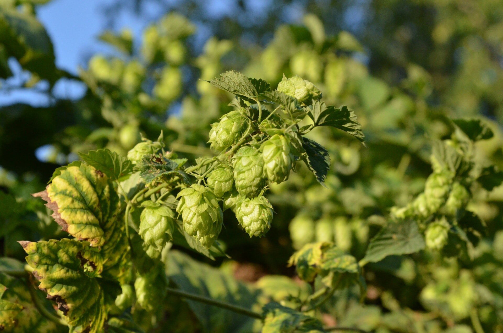 Zdjęcie ukazuje gałązki chmielu. Liście są ząbkowane, a owoce przypominają drobne, zielone szyszki.  