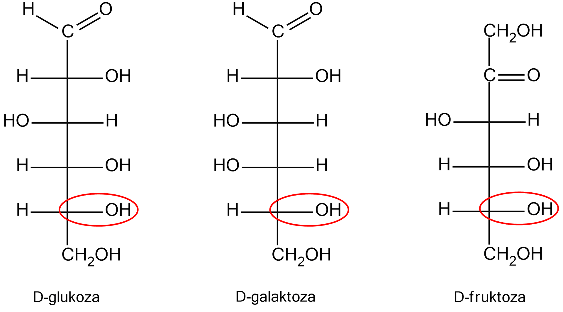  Ilustracja przedstawiająca trzy cząsteczki cukrów przedstawione w formie łańcuchowej za pomocą wzorów Fischera. Są to cukry proste o względnej konfiguracji D, to jest narysowane w projekcji Fischera wszystkie posiadają po prawej stronie przy przedostatnim węglu grupę OH. Cząsteczka D‑glukozy o następującym wzorze Fischera, grupa CHO  połączona z pionową linią skierowaną do dołu, która symbolizuje łańcuch węglowy i na końcu łączy się z grupą CH2OH. Wspomnianą linię przecinają cztery krótkie poziome, prostopadłe linie. Po prawej stronie linii od góry kolejno podstawniki: OH, H, OH  oraz OH. Po lewej stronie od góry podstawniki H, OH, H oraz H. Cząsteczka D‑galaktozy o następującym wzorze Fischera: grupa CHO  połączona z pionową linią skierowaną do dołu, która symbolizuje łańcuch węglowy i na końcu łączy się z grupą CH2OH. Wspomnianą linię przecinają cztery krótkie poziome, prostopadłe linie. Po prawej stronie linii od góry kolejno podstawniki, OH, H, H  oraz OH. Po lewej stronie od góry podstawniki H, OH, OH oraz H. Cząsteczka D‑fruktozy w projekcji Fischera o strukturze zbudowanej z grupy CH2OH połączonej z długą, poprowadzoną w dół linią, która symbolizuje łańcuch węglowy i która jest zakończona również grupą CH2OH. Linię tę od dołu przecinają trzy prostopadłe krótkie linie, od których odchodzą podstawniki dla kolejnych atomów węgla w łańcuchu. Od dołu po prawej stronie grupa OH, grupa OH oraz atom wodoru. Po lewej stornie atom wodoru, atom wodoru i grupa OH. Powyżej pomiędzy pierwszym atomem węgla grupy CH2OH a linią przecinającą łańcuch, od wspomnianej linii poprowadzone są dwie prostopadłe linie w prawo symbolizujące wiązanie podwójne z atomem tlenu O. 