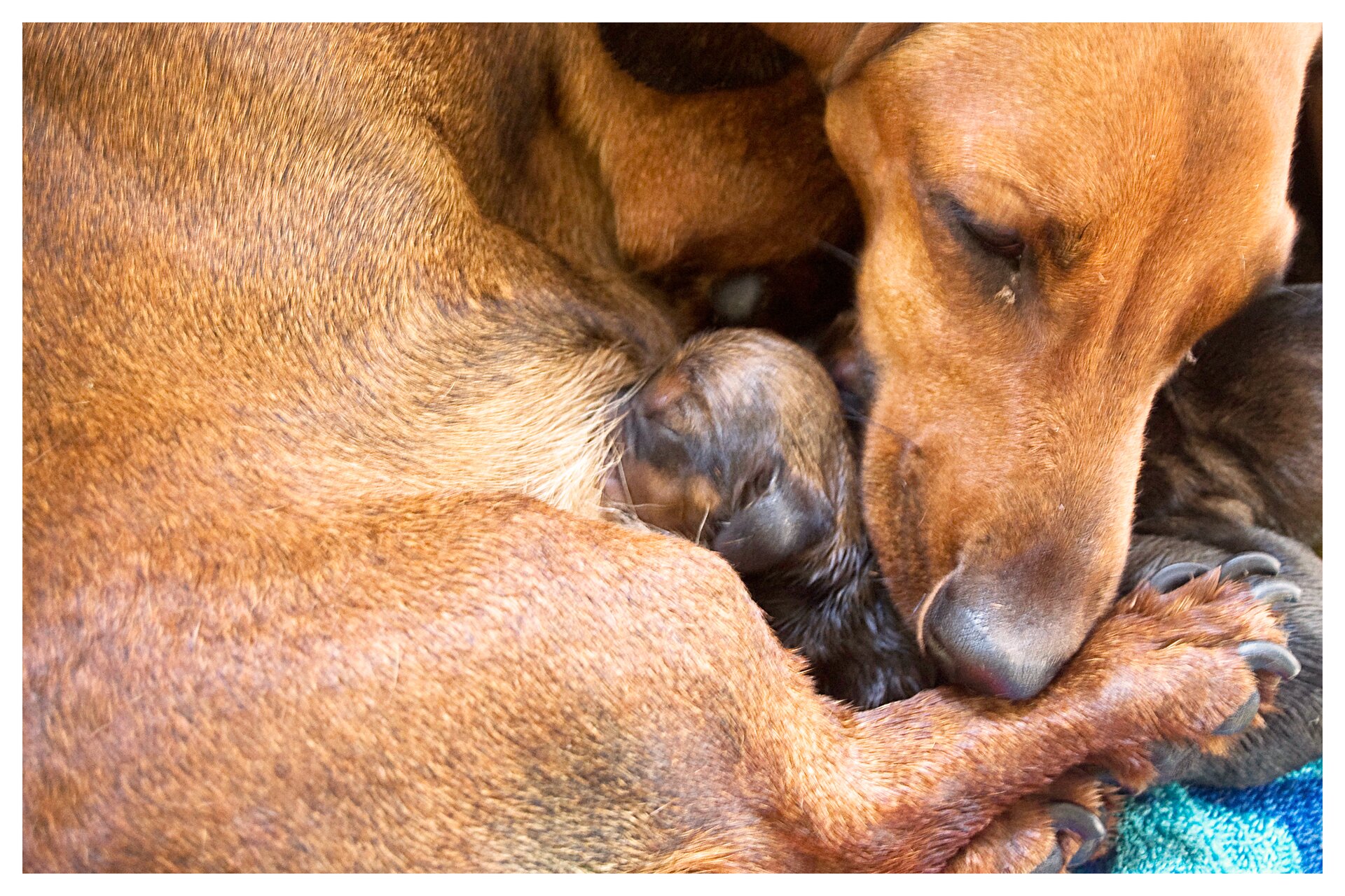 Kliknij, aby powiększyć. Kolorowa fotografia brązowej jamniczki z wtulonymi w nią szczeniaczkami.