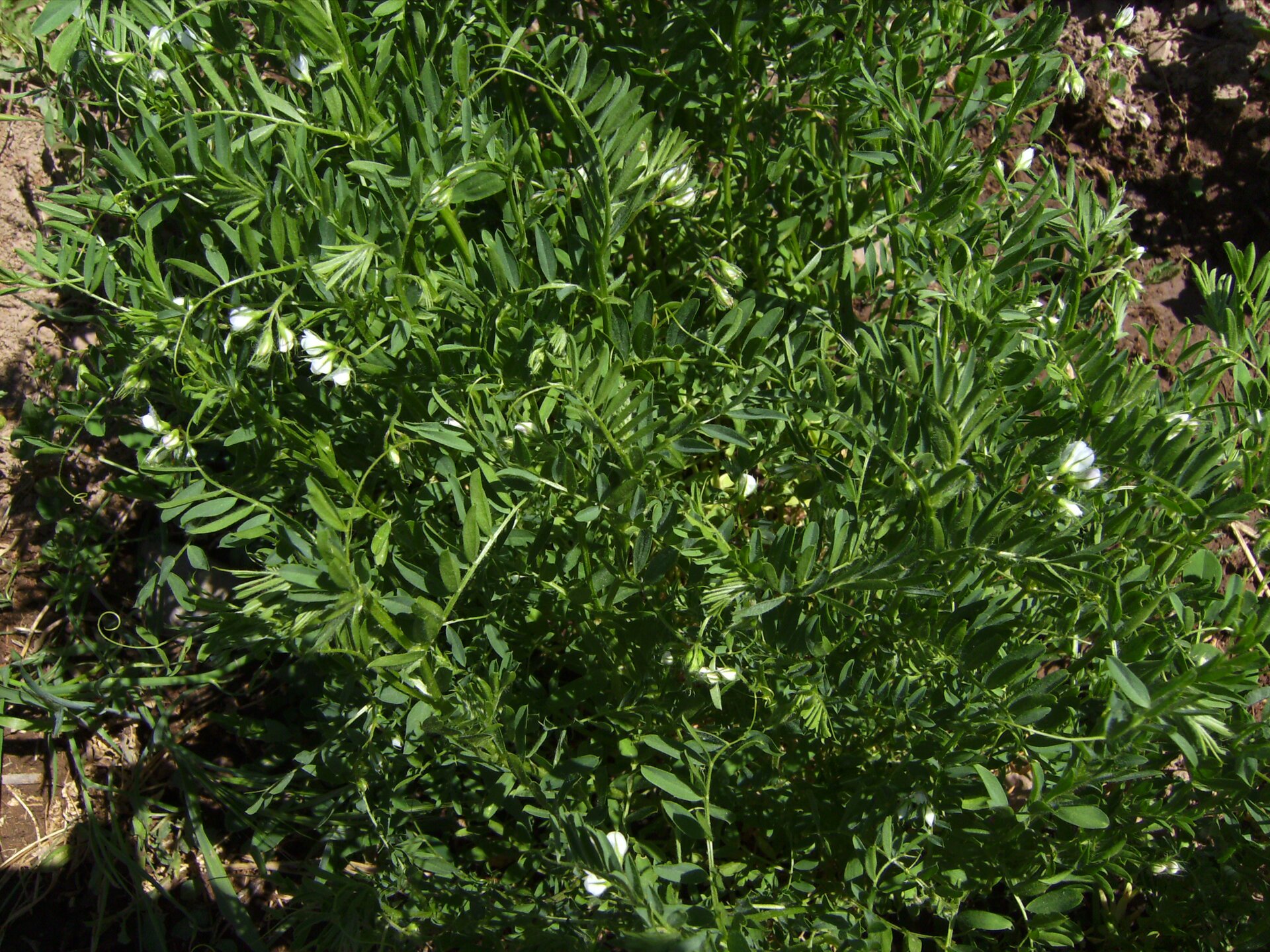 Zdjęcie przedstawia soczewicę. Rośnie ona gęsto, blisko ziemi. Podłużne liście są osadzone na cienkiej, wywijającej się łodydze. Widocznych jest kilka białych kwiatów.