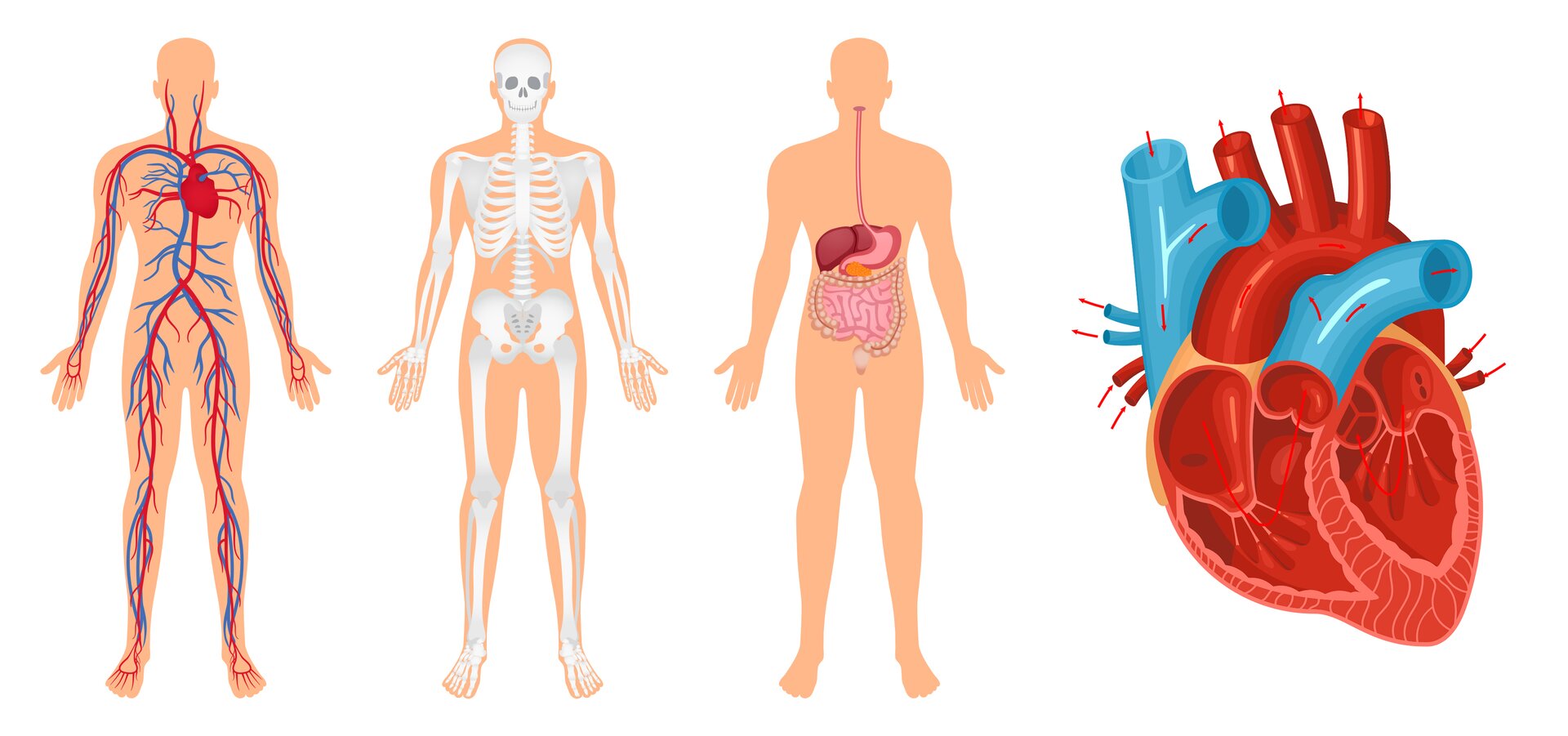 Zdjęcie składa się z czterech grafik. Pierwsza ukazuje układ krwionośny w ciele człowieka, druga przedstawia szkielet człowieka, a trzecia układ pokarmowy. Ostatnia, czwarta grafika to pionowy przekrój ludzkiego serca. 