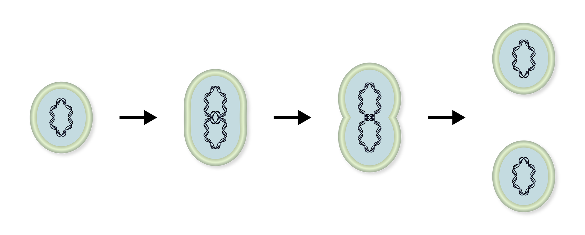 Grafika przedstawia podział komórki bakteryjnej. Jest ona okrągła z zieloną błoną, błękitnym wnętrzem i ciemno niebieskim, pofalowanym materiałem genetycznym. Najpierw dochodzi do podwojenia materiału genetycznego, następnie komórka rośnie wzdłuż, a na koniec dzieli się na dwie.
