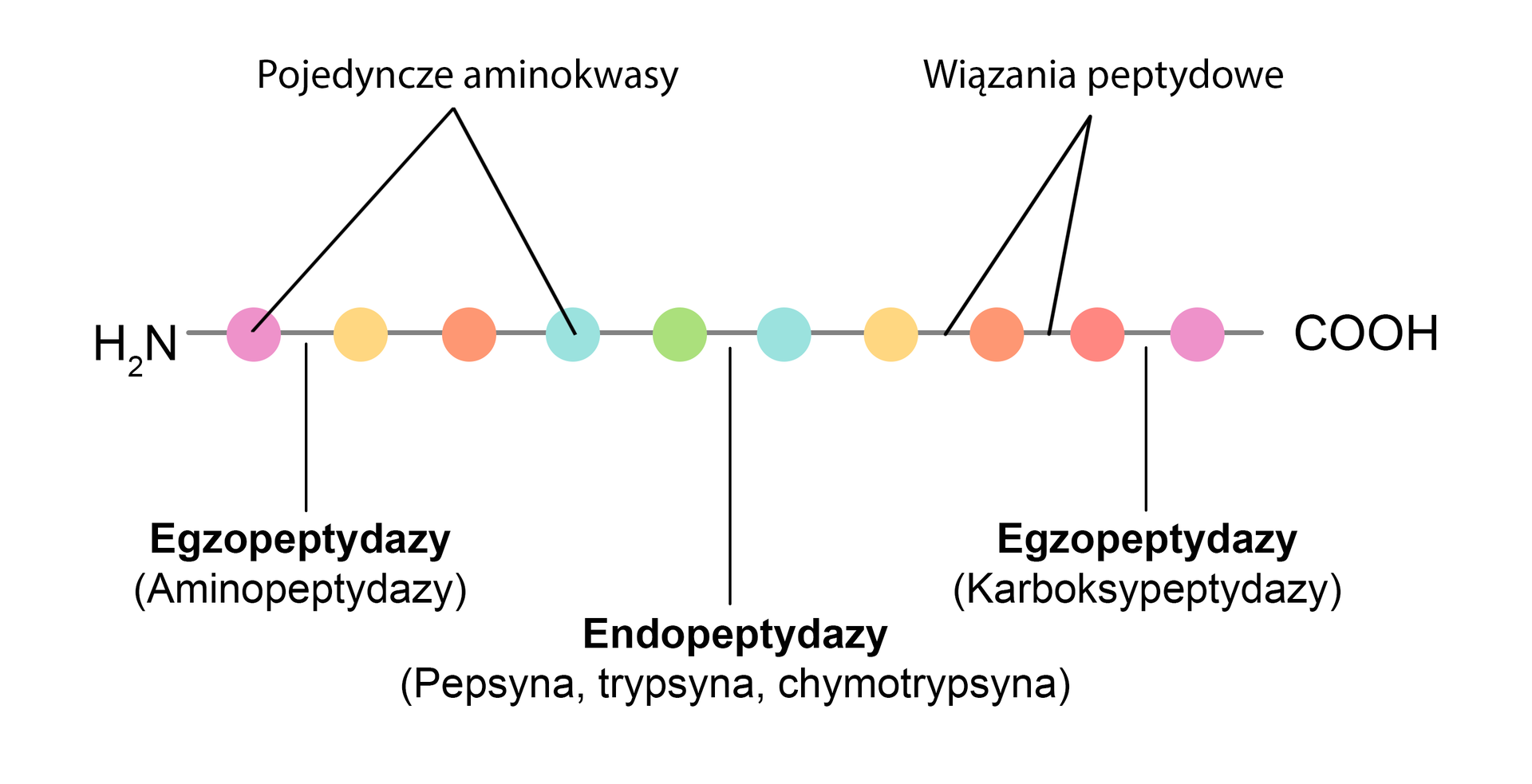 Schemat przedstawia łańcuchy wiązania peptydowego ulegającego hydrolizie.  Na początku łańcucha mamy zapis H2N, dalej łańcuch składa się z pojedynczych amojokowasów połączonych wiązania peptydowymi. Kolejno oznaczono: egzopeptydazy (aminopeptydazy), endopeptydazy (pepsyna, trypsyna, chymotrypsyna), egzopeptydazy (karboksypeptydazy). Łańcuch kończy się zapisem COOH.