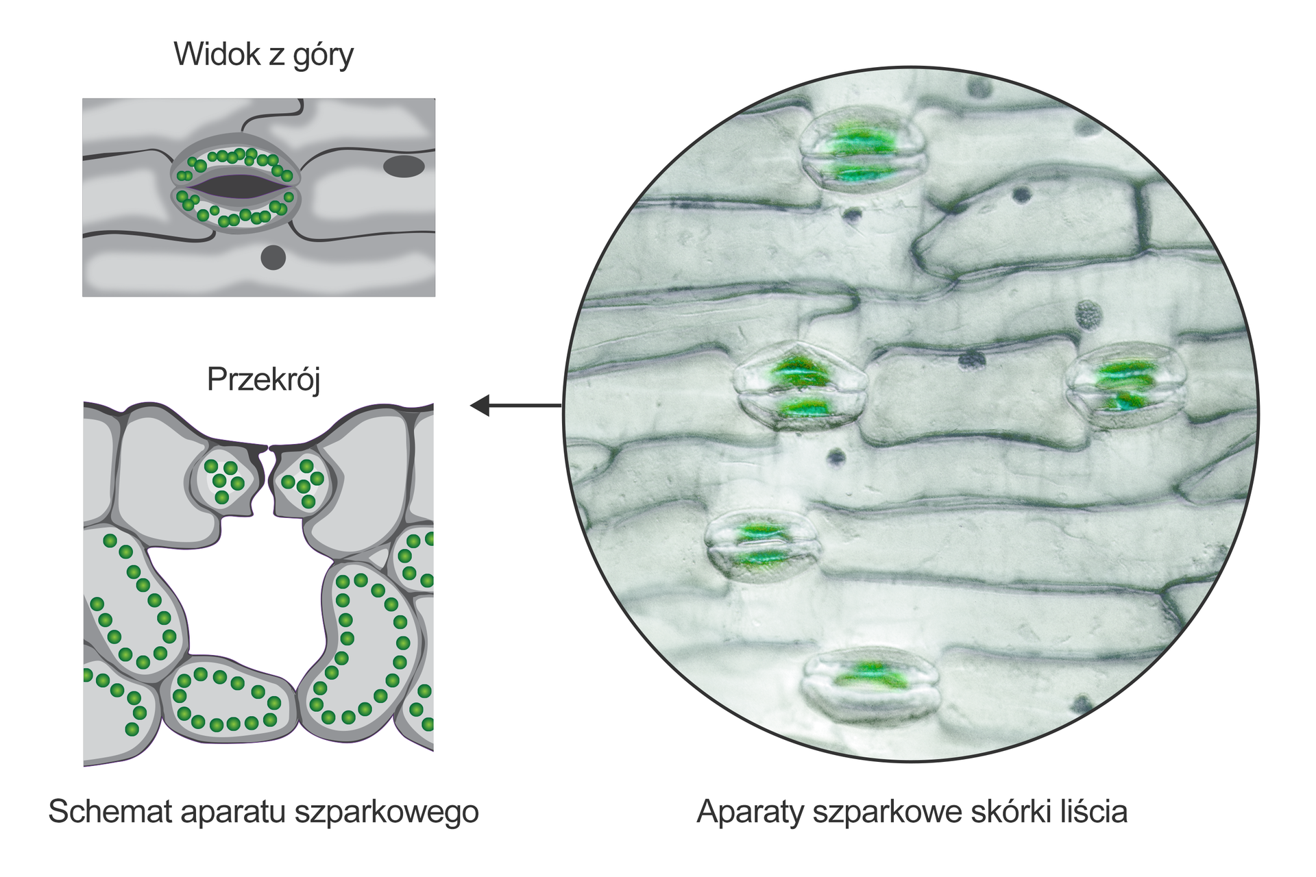 Ilustracja przedstawia trzy rysunki zielonych aparatów szparkowych w powiększeniu mikroskopowym. Pierwszy od góry to widok otwartej szparki. Dwie stykające się końcami, nerkowate komórki mają wewnątrz liczne zielone organelle – chloroplasty. Między nimi widać otwór. Poniżej ukazano schemat aparatu szparkowego w przekroju. Pod aparatem szparkowym znajduje się w liściu wolna duża przestrzeń. Otaczają ją komórki z chloroplastami. Po prawej stronie, w kole, znajduje się fotografia mikroskopowa skórki z aparatami szparkowymi. Znajdują się one pomiędzy prostokątnymi komórkami skórki.