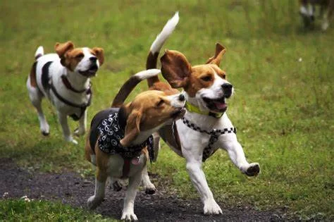 Fotografia przedstawia 3 biegnące po ścieżce w trawie szczeniaki rasy Beagle. Są biało‑brązowe, mają długie uszy i krótkie łapy. Dwa ubrane w szelki, jeden ma czarno‑białą apaszkę i czarny kubrak.