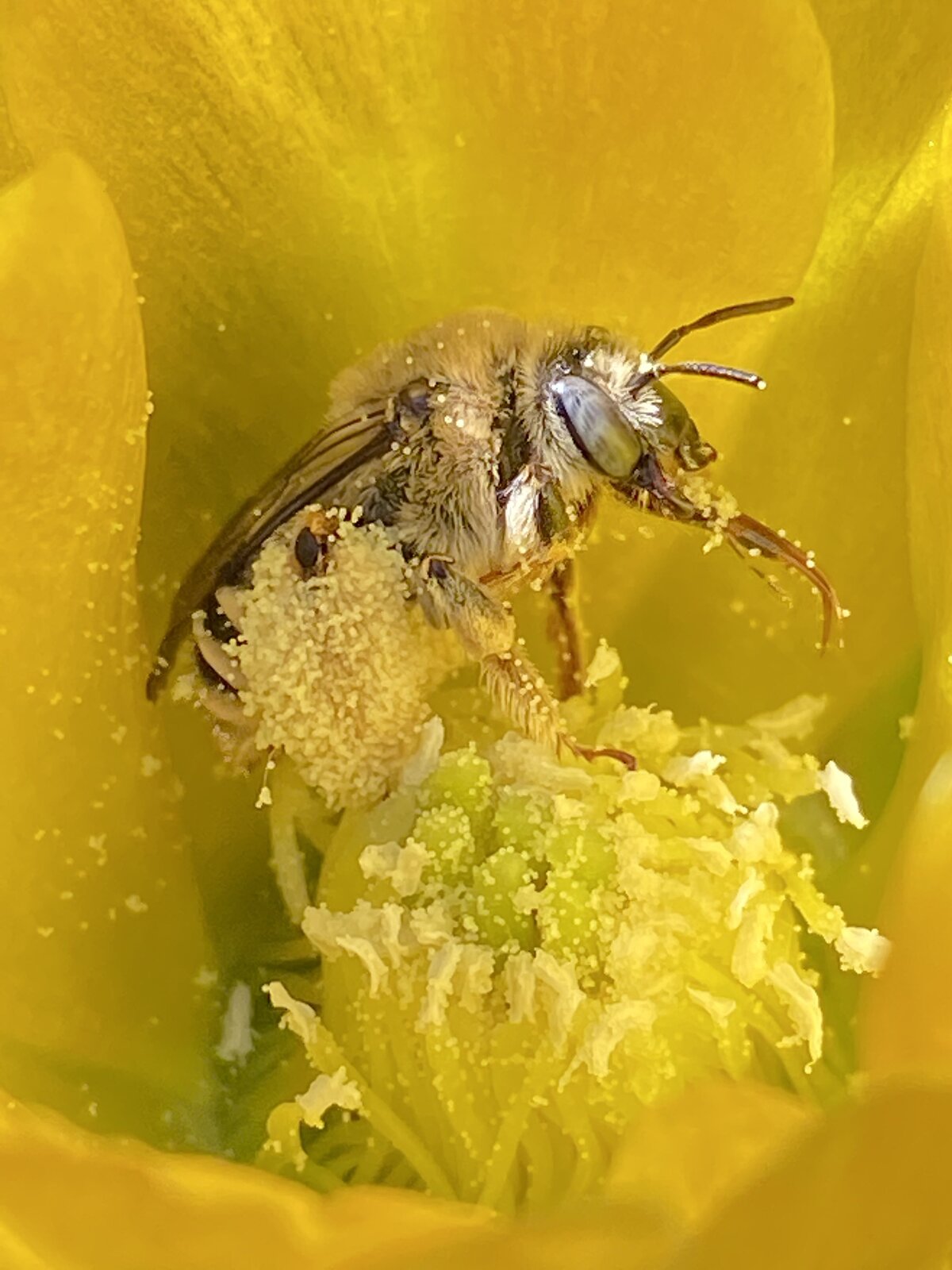 Zdjęcie przedstawia pszczołę znajdującą się na pręcikach między płatkami żółtego kwiatu. Pszczoła jest pokryta ziarnami pyłku.