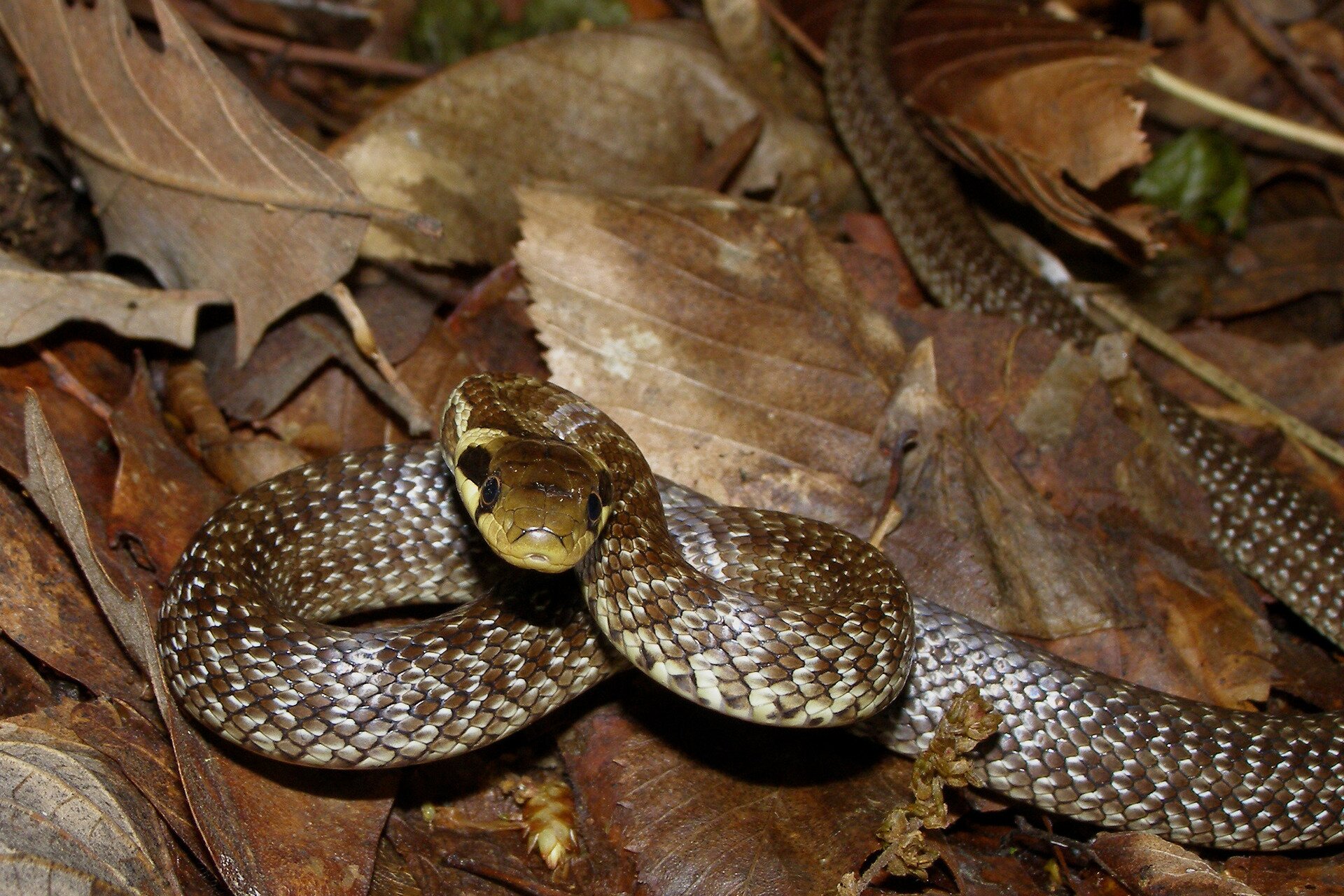 Fotografia przedstawia węża Eskulapa, leżącego na suchych liściach. Ma lekko uniesioną brązową głowę. Łuski na ciele gładkie, przylegające, szare.