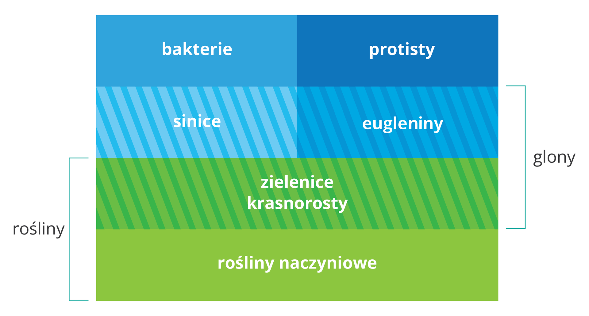 Ilustracja przedstawia schematycznie podział organizmów. W lewym górnym rogu znajduje się napis "bakterie", a pod nim napis "sinice". W prawym górnym rogu jest napis '"protisty", a pod nim "eugleniny". Poniżej znajdują się napisy "zielenice, krasnorosty", a na samym dole "rośliny naczyniowe". Sinice, eugleniny, zielenice i krasnorosty są objęte klamerką z napisem "glony", zaś zielenice, krasnorosty i rośliny naczyniowe są objęte klamerką z napisem "rośliny".