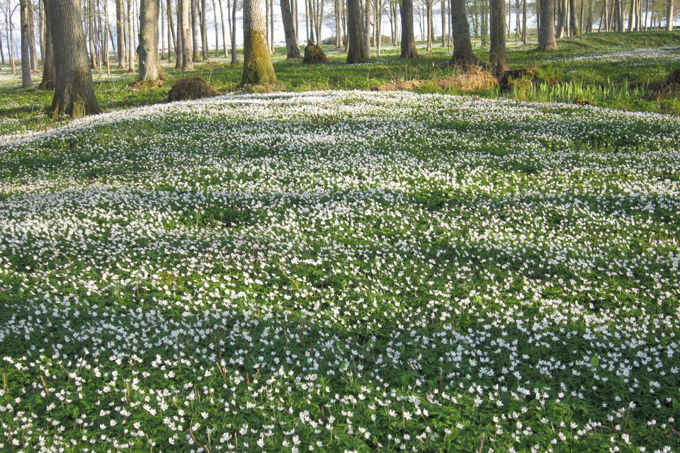 Zdjęcie przedstawia las wczesną wiosną. Na pierwszym planie poszycie lasu. Wyrastają białe niewysokie kwiaty zajmujące duże połacie terenu. Jest to zawilec gajowy. Kwiaty mają białe podłużne i rozwarte płatki. W tle wysokie drzewa.