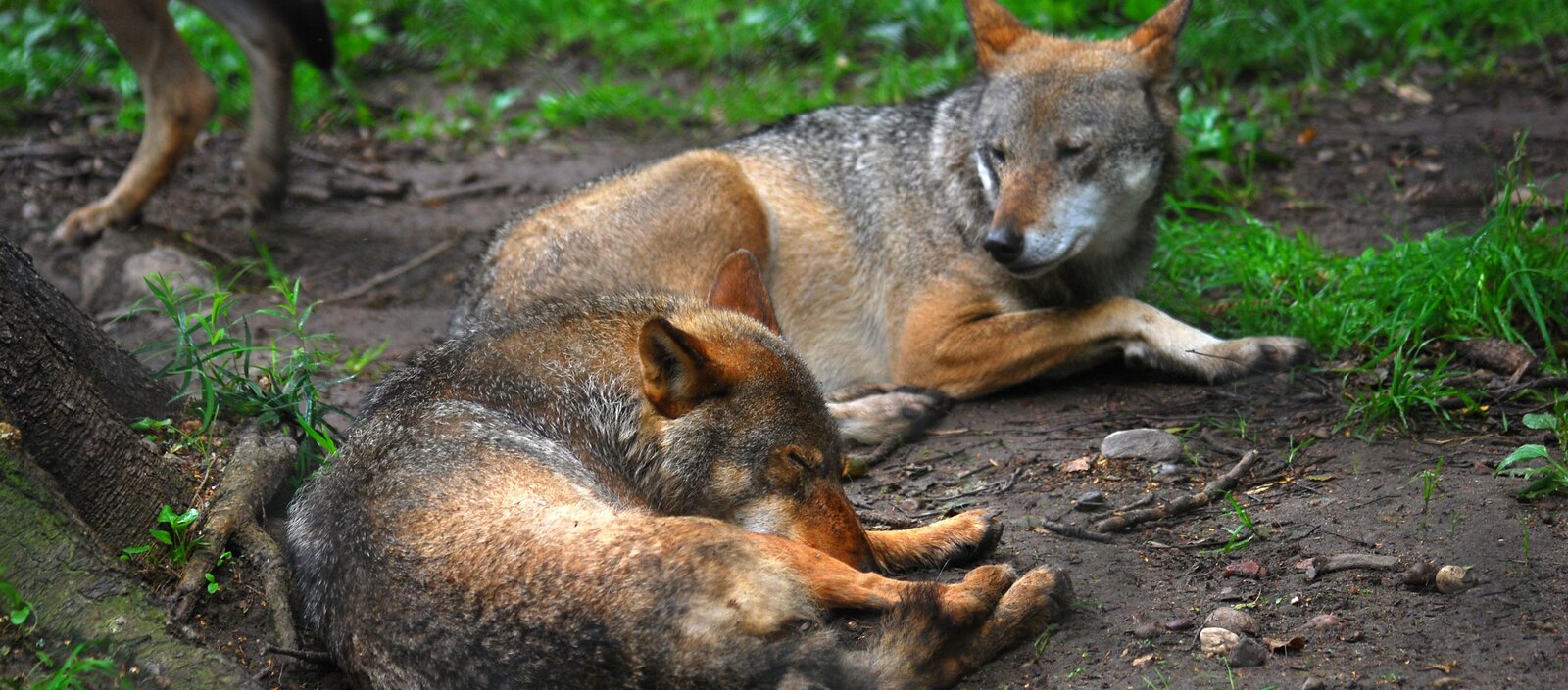 Kliknij, aby powiększyć. Zdjęcie dwóch wilków leżących na ziemi, na której gdzieniegdzie rośnie trawa, ukazane są kamienie, patyki. Po lewej stronie widoczna część pnia drzewa, a za nią dwie tylne nogi i część ogona trzeciego wilka. Wilk leżący po lewej stronie śpi, a ten drugi leży za nim, wypełniając środek kadru i ma pysk zwrócony w jego stronę. Zwierzęta mają sierść koloru, rudego, czarnego i miejscami na łapach i pyszczku białego. Uszy wilków są koloru rudego.