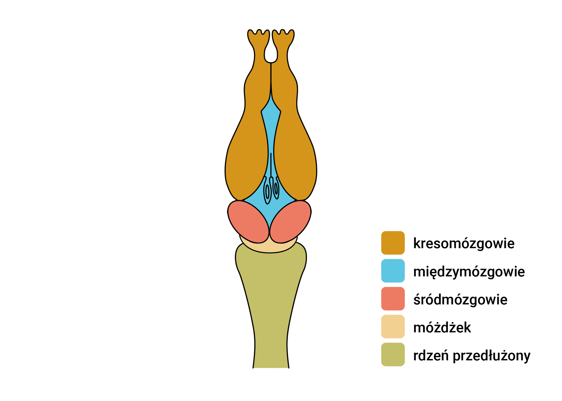 Schemat przedstawia budowę mózgowia płaza. Składa się ono z pięciu części ułożonych liniowo: wydłużonego kresomózgowia (kolor brązowy), małego międzymózgowia (kolor niebieski), dużego śródmózgowia (kolor różowy), małego móżdżku (kolor kremowy) i dosyć dużego rdzenia przedłużonego (kolor oliwkowy).