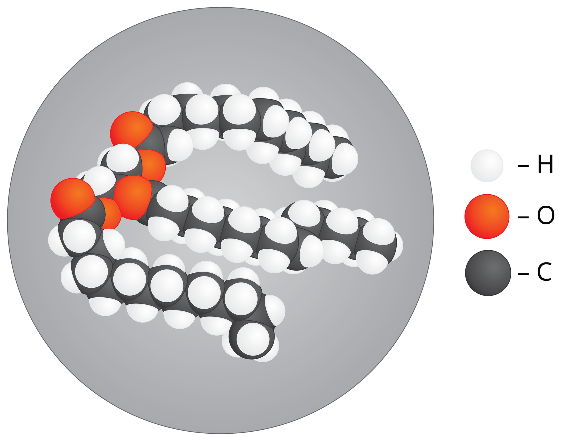 Ilustracja przedstawia model cząsteczki tłuszczu. Cząsteczka tłuszczu ma kształt trzech niemal równoległych długich walców zbudowanych z cząsteczek węgla. Na nich leżą liczne białe kulki wodoru i nieliczne czerwone kulki tlenu