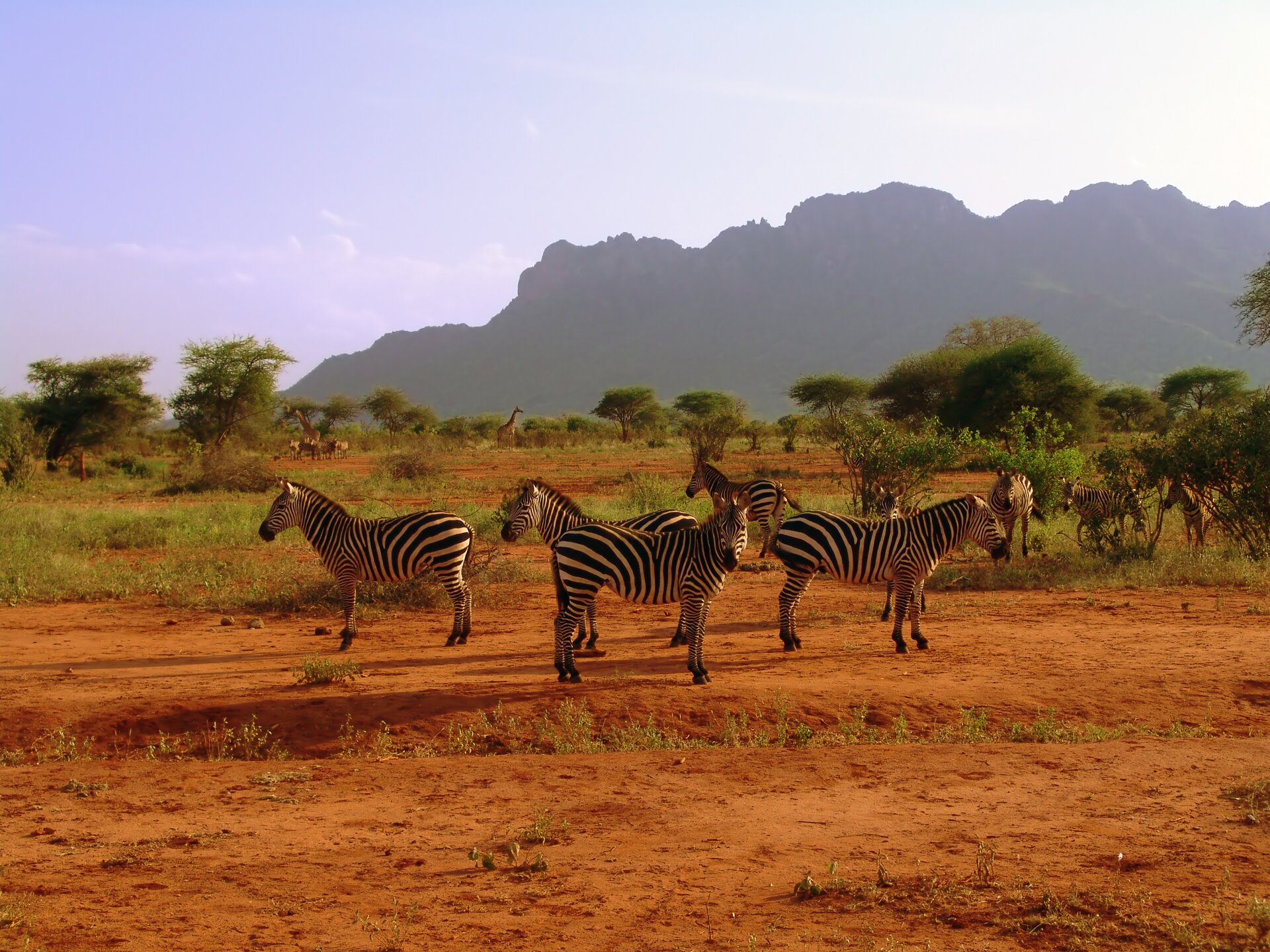 Fotografia przedstawia stado zebr. Zwierzęta mają sylwetkę podobną do konia. Zebry mają na sierści pionowe pasy, białe i czarne. Grzywa, koniec pyska oraz kopyta są czarne. Zebry stoją na czerwonej ziemi, a za nimi rośnie trawa i zarośla. W oddali widać góry.