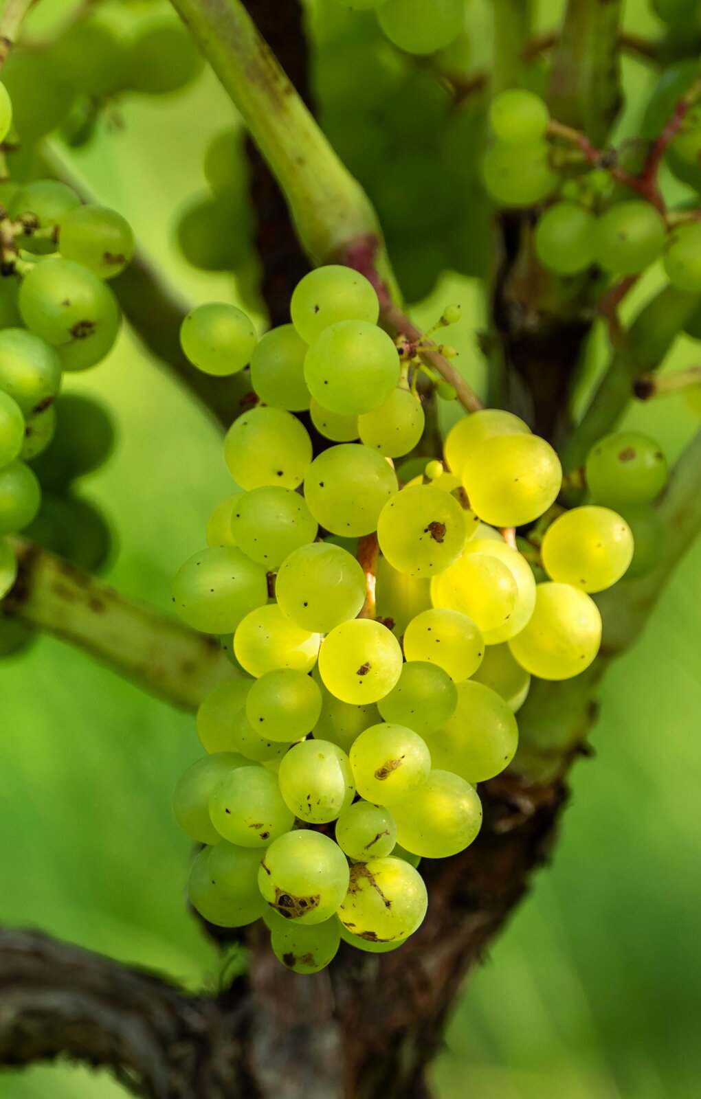 Zdjęcie przedstawia odmianę winorośli Solaris. Widoczna jest niewielka kiść winogron, złożona z małych kulistych jagód w kolorze zielono‑żółtawym, na pędzie winorośli. W tle, u dołu, widoczny jest drewniejący pień, od którego odchodzą ku górze zielone pędy.