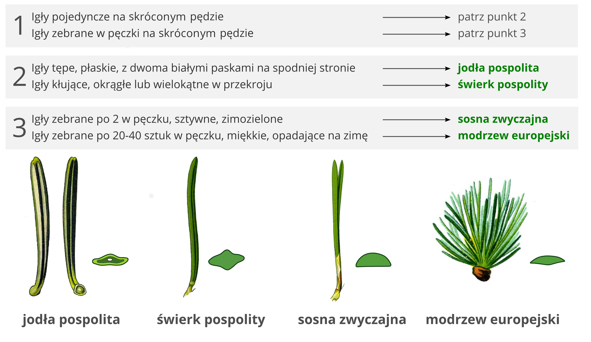 Grafika przedstawia klucz do oznaczania czterech drzew iglastych na podstawie budowy igieł. Cztery ilustracje przedstawiają igły drzew iglastych. Ilustracje igieł ułożone w rzędzie. Pierwsza po lewej to igła jodły pospolitej. Dwie zielone igły w pionie. Długie, zaokrąglone na końcu. Dwa białe równoległe pionowe pasy wzdłuż igieł. Obok przekrój poprzeczny przez igłę. Świadczy o tym, że igła jest płaska. Druga ilustracja na prawo to pojedyncza igła świerku pospolitego. Igła ostro zakończona. Lśniąco zielona. Obok przekrój poprzeczny o kształcie rombu. Trzecia ilustracja dwie igły sosny zwyczajnej. Wyrastają z jednego miejsca. Igły zielone, ostro zakończone. Obok przekrój poprzeczny przez igłę o kształcie półkola. Świadczy o tym, że igła jest z jednej strony płaska, a z drugiej wypukła. Czwarty rysunek to igły modrzewia europejskiego. Zielone krótkie igły zebrane w pęk. W pęku około trzydzieści lub czterdzieści sztuk. Przekrój obok świadczy, że igły są płaskie. Powyżej igieł znajduje się klucz do ich oznaczania. W punkcie pierwszym są dwa zdania. Pierwsze: Igły pojedyncze w skróconym pędzie. Zdanie to prowadzi strzałką do napisu: patrz punkt drugi. Poniżej znajduje się drugie zdanie z punktu pierwszego, które brzmi: Igły zebrane w pęczki na skróconym pędzie. Od niego odchodzi strzałka prowadząca do napisu: patrz punkt trzeci. Poniżej znajduje się punkt drugi również z dwoma zdaniami. Pierwsze brzmi: Igły tępe, płaskie, z dwoma białymi paskami na spodniej stronie. Od niego odchodzi strzałka prowadząca do napisu: jodła pospolita. Drugie zdanie z punktu drugiego brzmi: Igły kłujące, okrągłe lub wielokątne w przekroju. Od tego zdania prowadzi strzałka do napisu: świerk pospolity. Trzeci punkt również posiada dwa zdania. Pierwsze z nich brzmi: Igły zebrane po dwa w pęczku, sztywne, zimozielone. Od niego prowadzi strzałka do napisu: sosna zwyczajna. Drugie zdanie z punktu trzeciego brzmi: Igły zebrane po dwadzieścia do czterdziestu sztuk w pęczku, miękkie, opadające na zimę. Od niego odbiega strzałka do napisu: modrzew europejski.