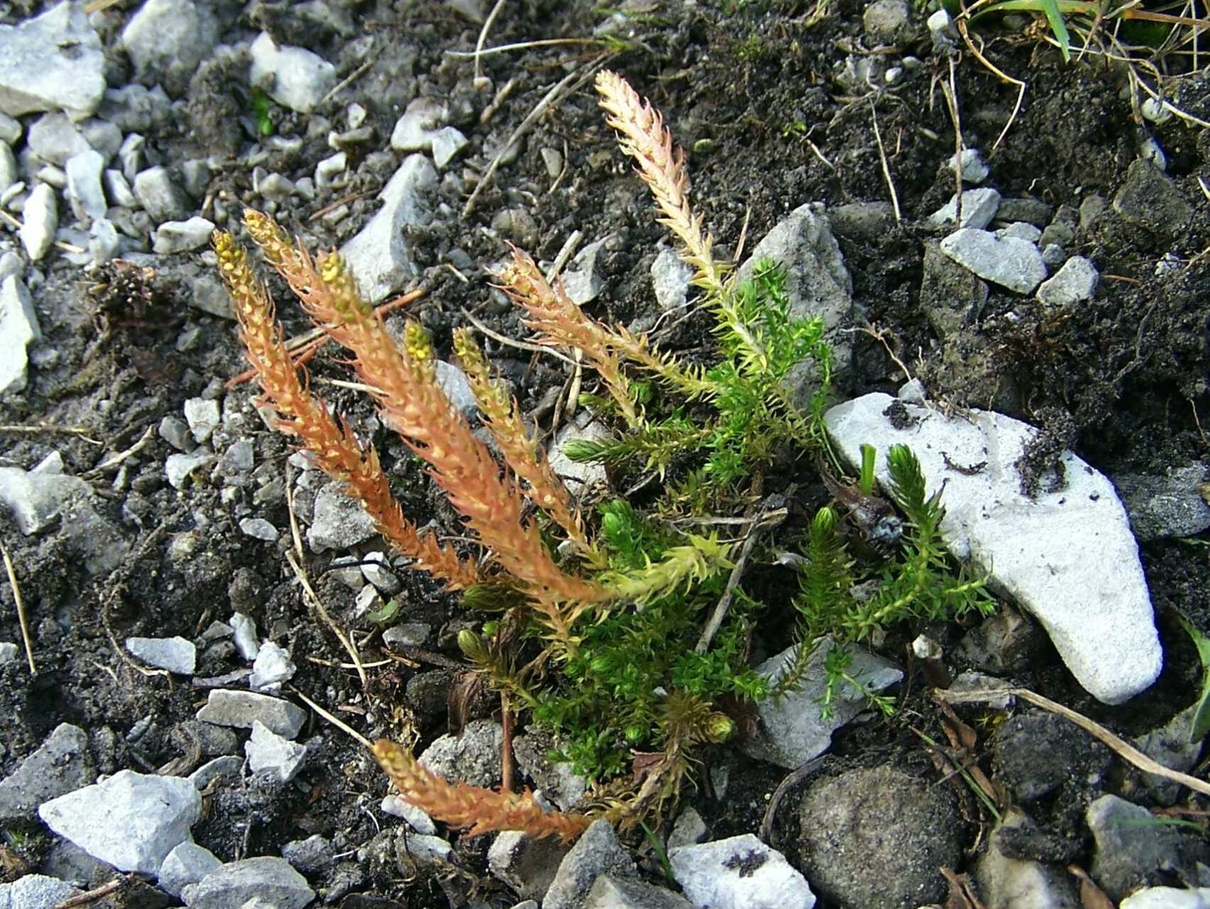 Fotografia przedstawia drobną roślinę. Ma ona rozgałęzione oraz promieniste pędy. Jej liście są lancetowatego kształtu i ostro zakończone. Widoczne są na brzegach liści ząbki. Ich dolna część jest koloru zielonego, zaś górna jasnopomarańczowego. Wokół niej jest ziemia oraz liczne kamienie.