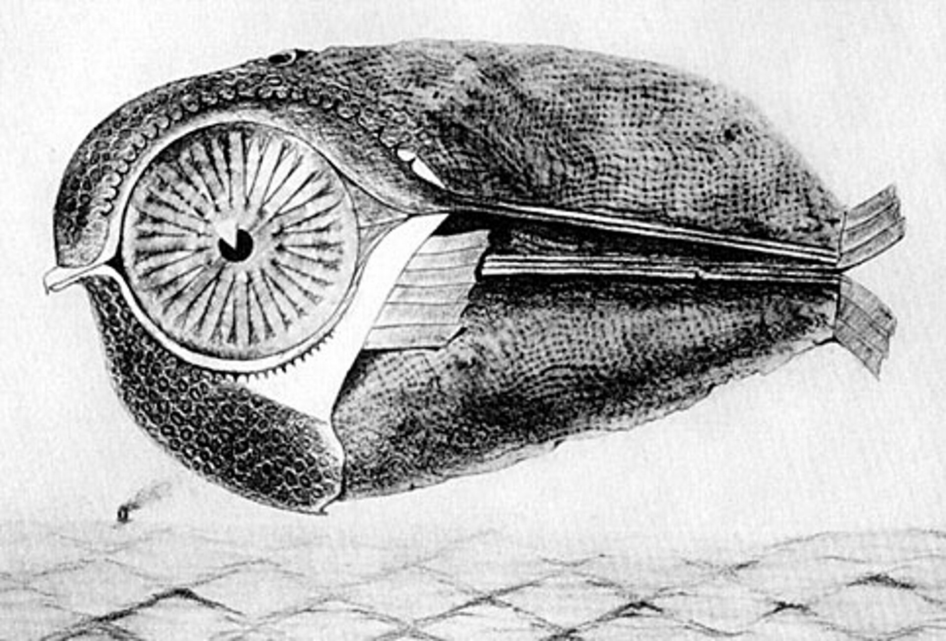 Ilustracja przedstawia czarno - biały rysunek  Max Ernst , który jest wykonany technika frotażu. Jest to rysunek sterowca, który przypomina rybę z wielkim okiem.