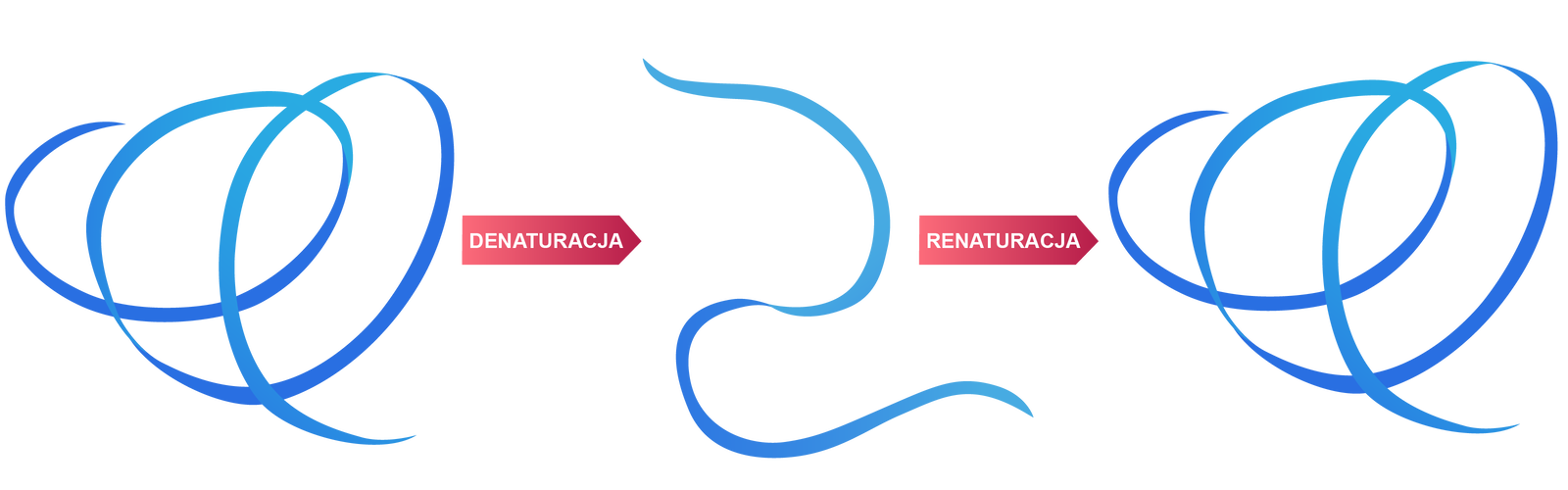 Na schemacie struktura białka w postaci helisy, która pod wpływem denaturacji ulega rozpadowi i przyjmuje nieuporządkowaną nić. W wyniku renaturacji ponownie ulega skręceniu.