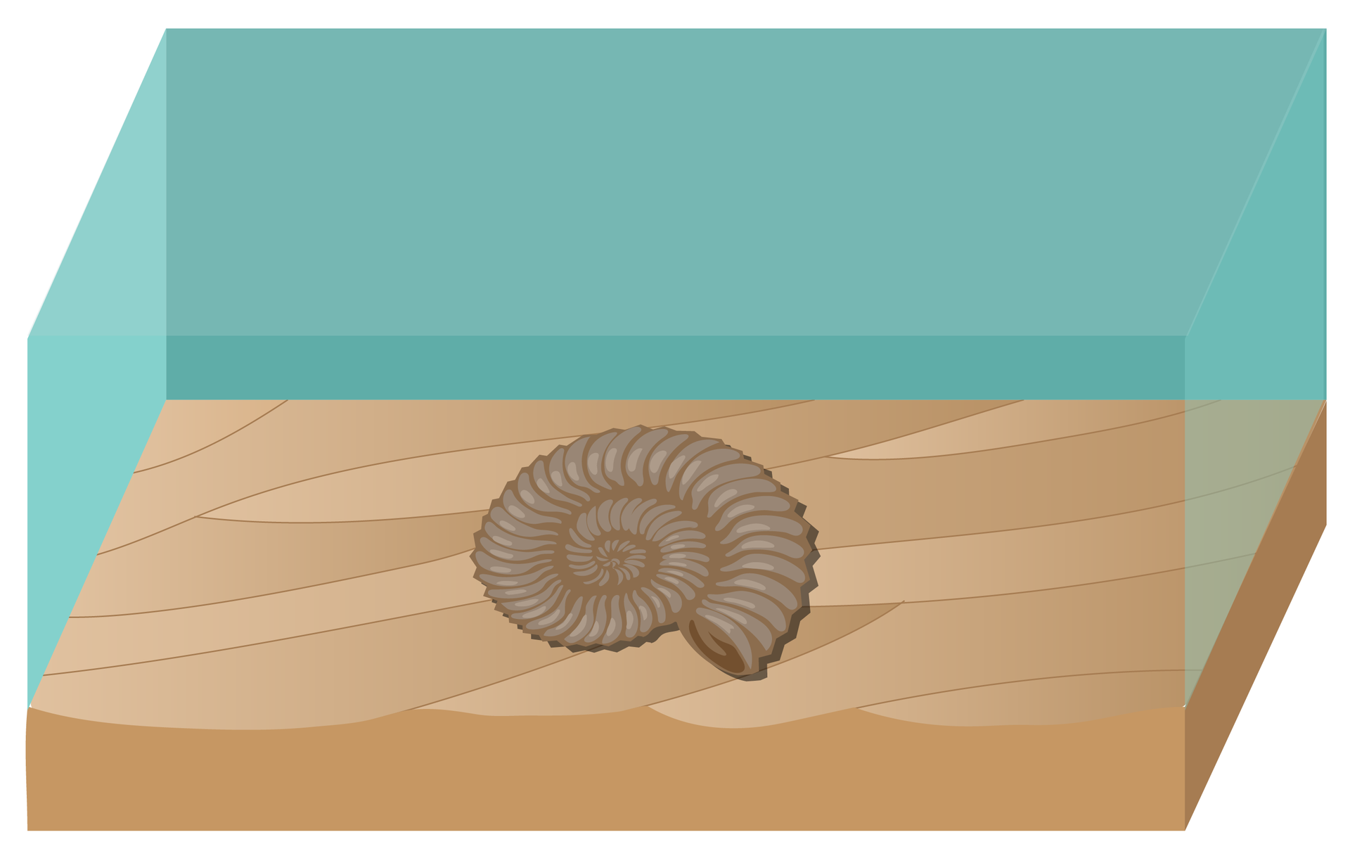 Rysunek przedstawia pustą muszlę amonita, leżącą na dnie morza.