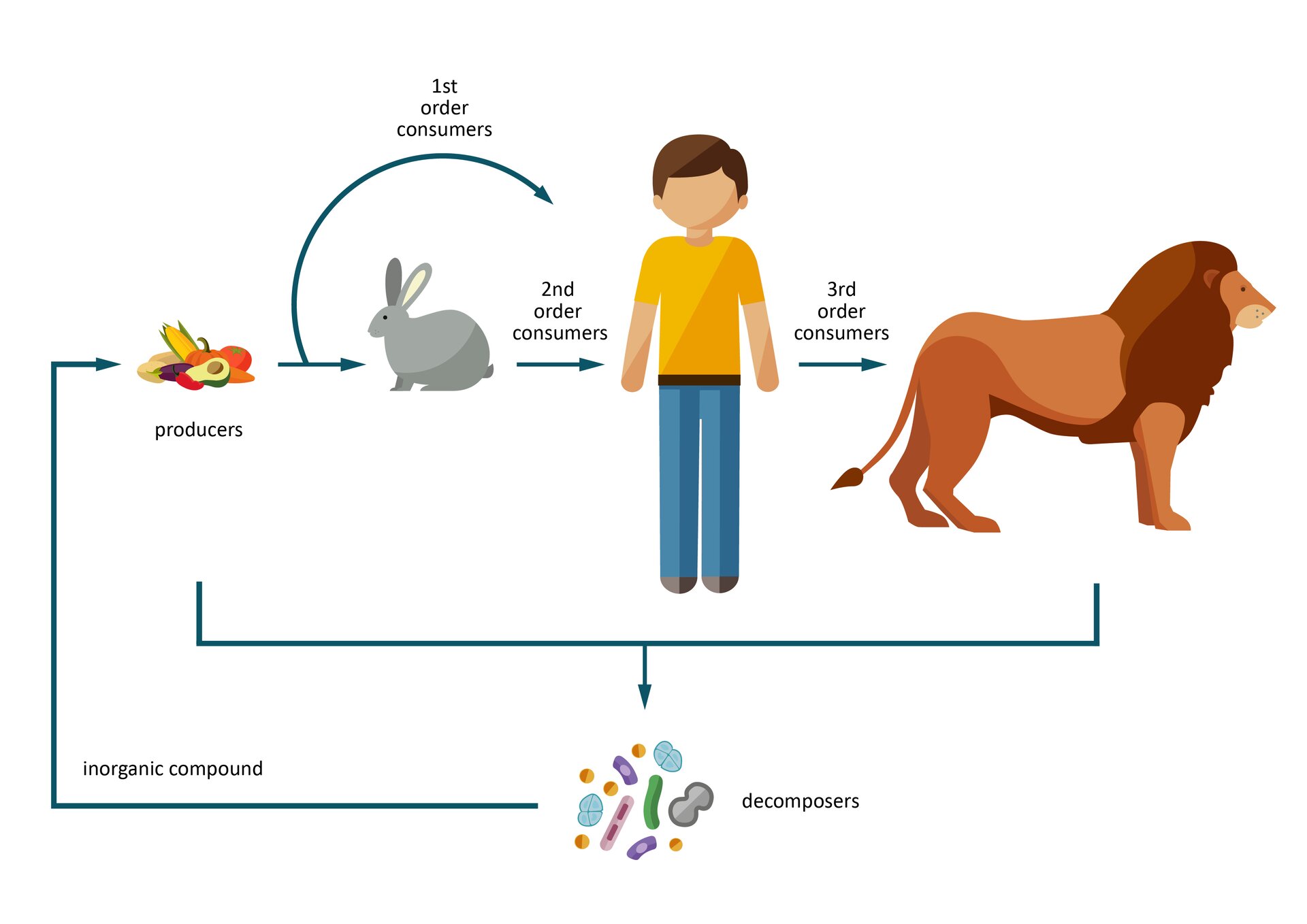 Grafika przedstawia schemat zależności między producentami, konsumentami i destruentami. Od lewej strony: 1 owoce (producers), 2 królik (first order consumer), owoce są jednocześnie first order consumer dla człowieka, królik jest second order consumer dla człowieka, dalej 3 postać człowieka (third order consumer), lew. Wszyscy ulegają rozkładowi do nieorganicznych związku (inorganic compound) będących podstawą dla producentów, czyli w tym przypadku znowu owoców. 